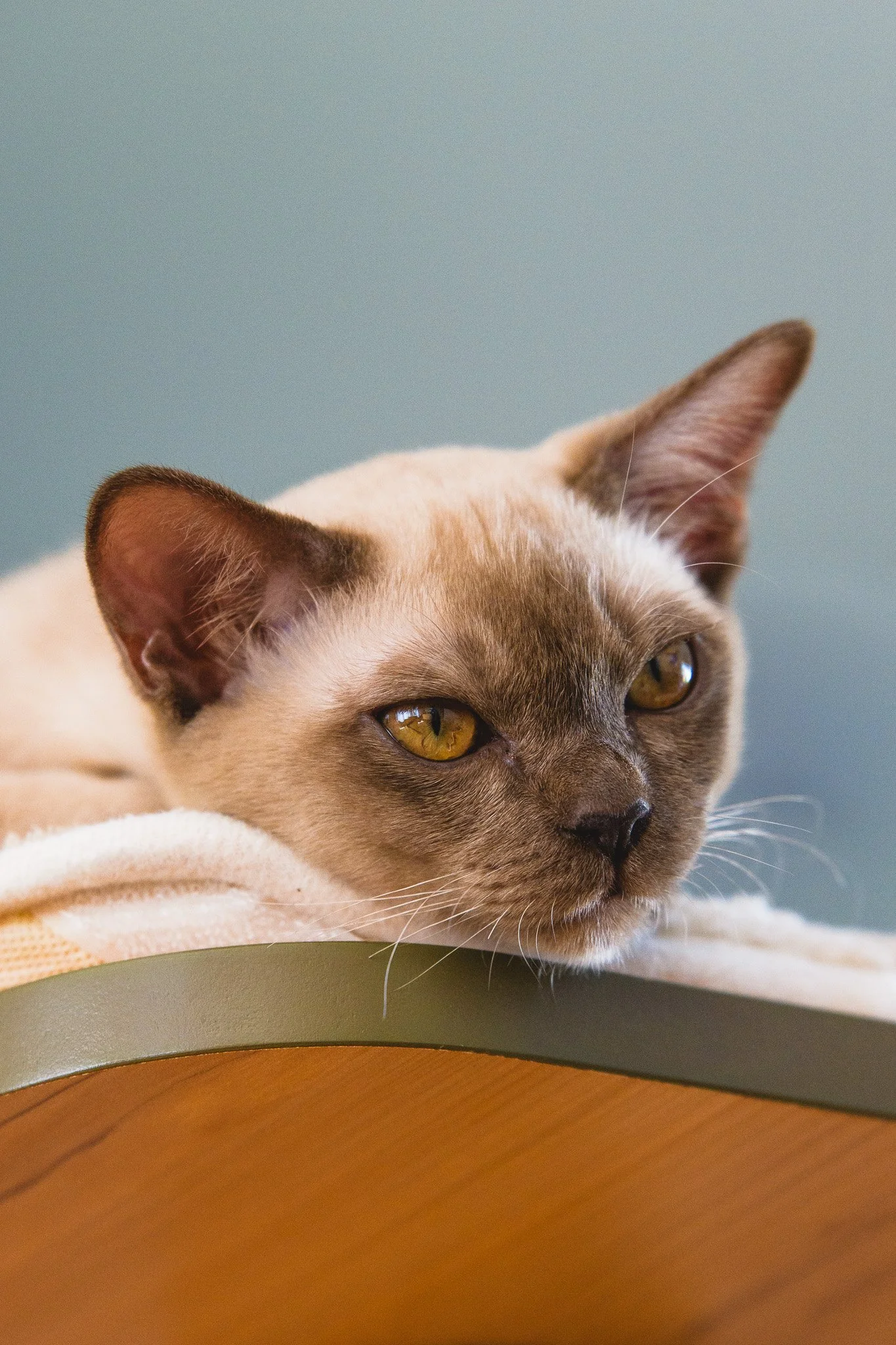 A close-up of a light brown and gray cat resting on a soft blanket, looking relaxed with half-closed amber eyes.