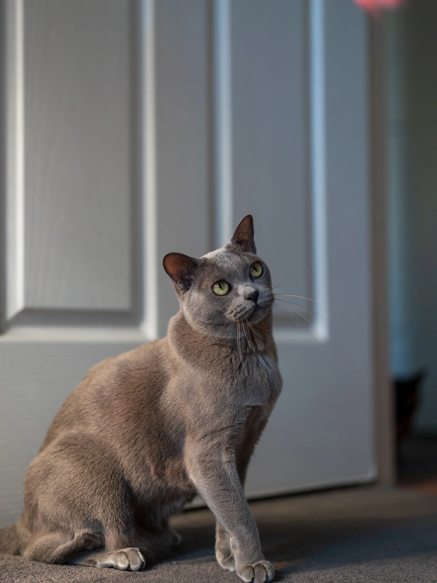 A gray cat sitting on the floor near a closed door, looking up with green eyes.