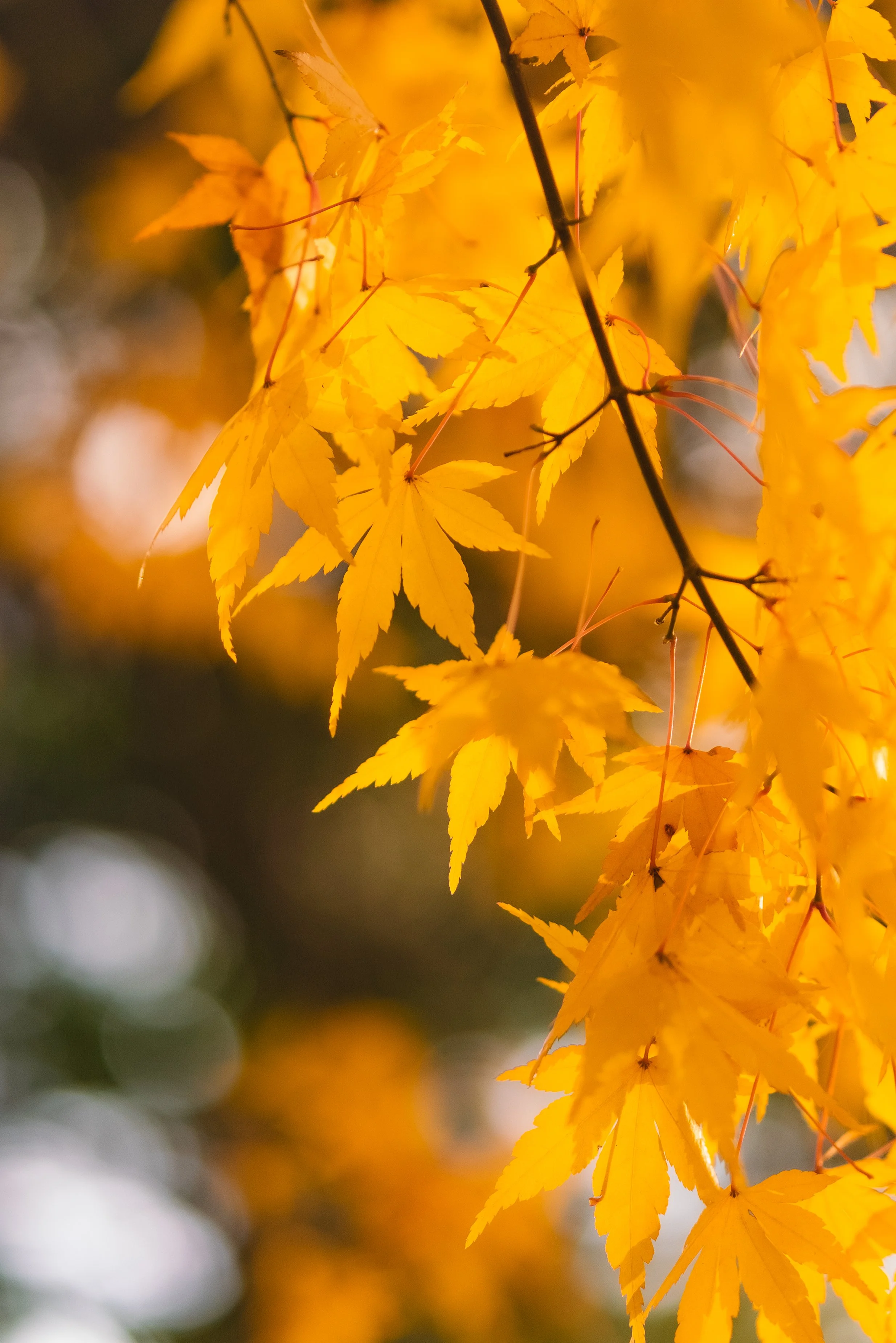 Close-up of yellow maple leaves on a tree branch in autumn, with blurred background.