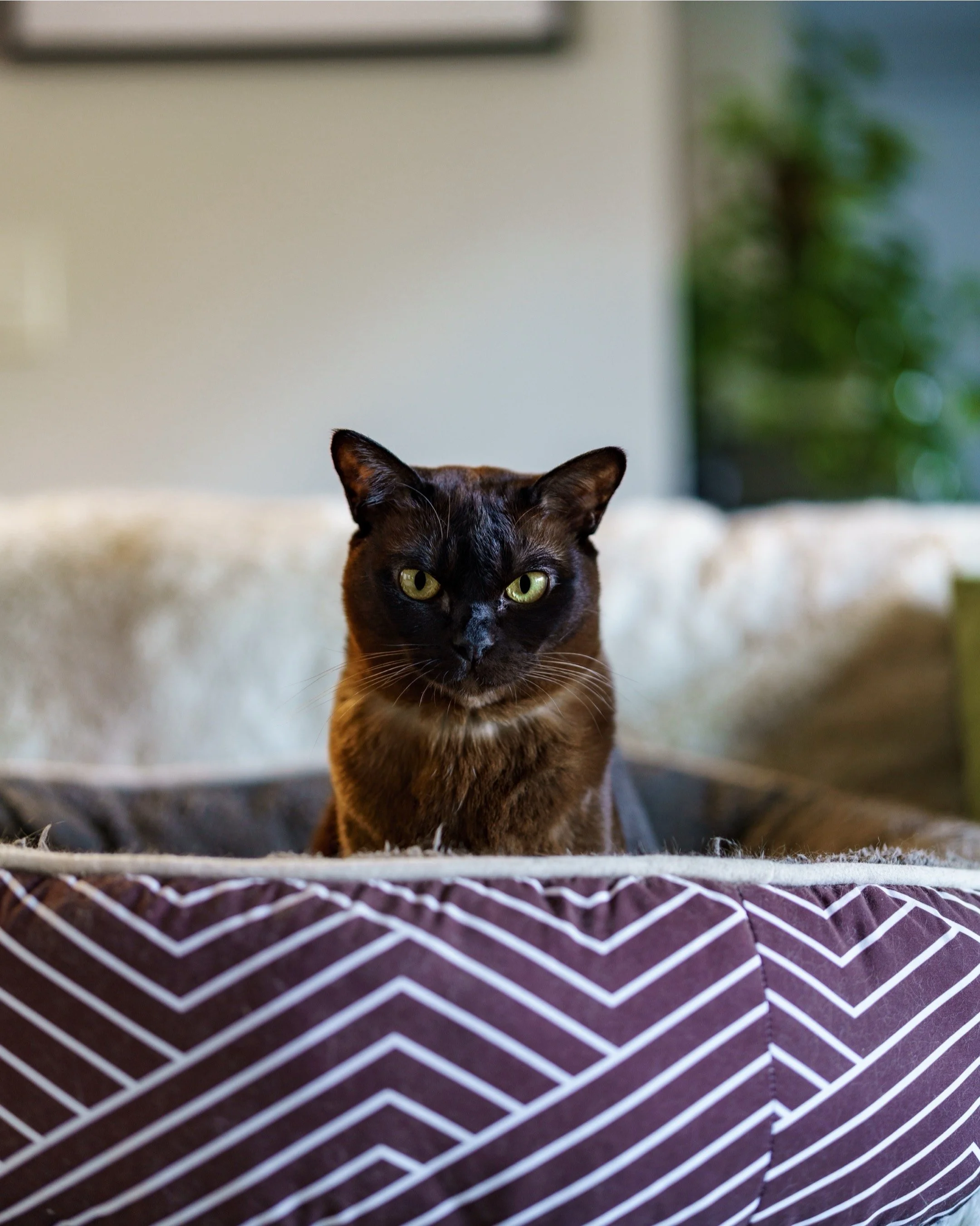 A black and brown cat with green eyes sitting inside a patterned pet bed.