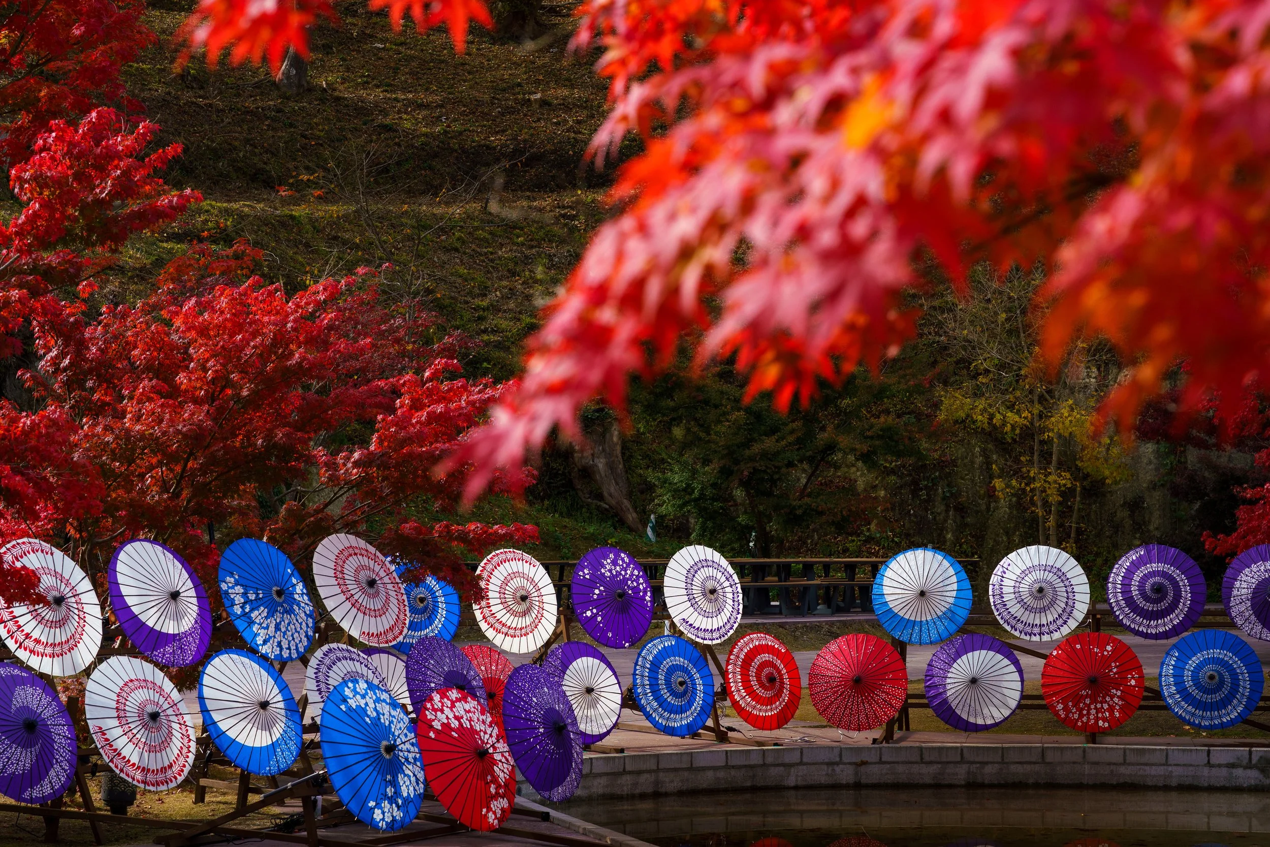 Colorful umbrellas hanging in a park with red maple trees in the background.