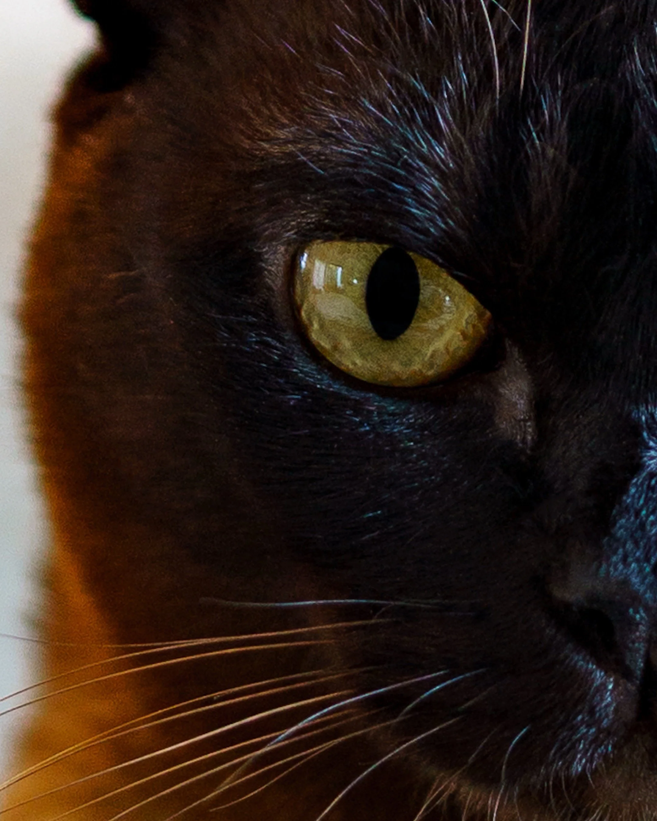 Close-up of a black cat's face showing its yellow-green eye, fur, and whiskers.