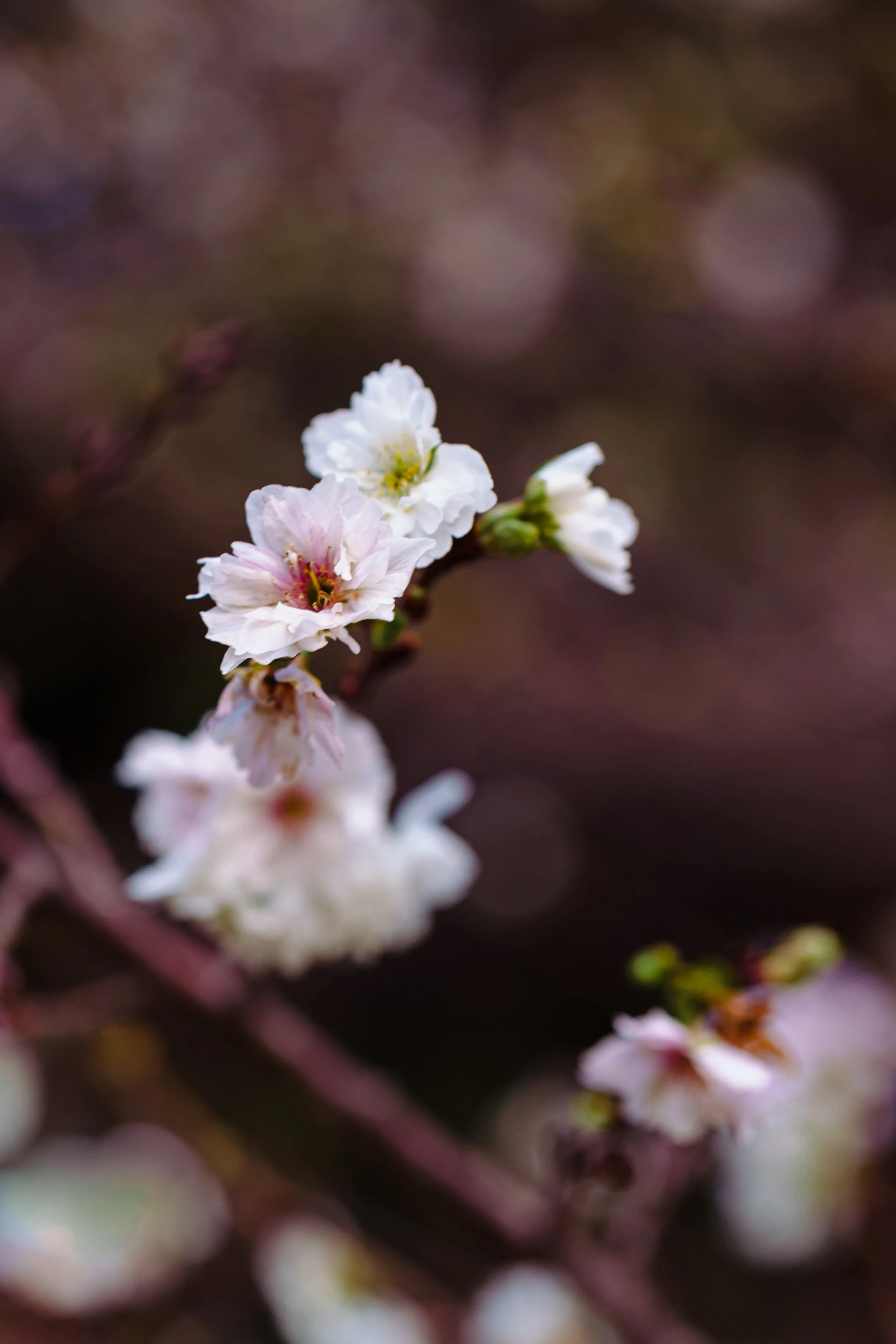 Close-up of pink and white cherry blossoms on a branch.