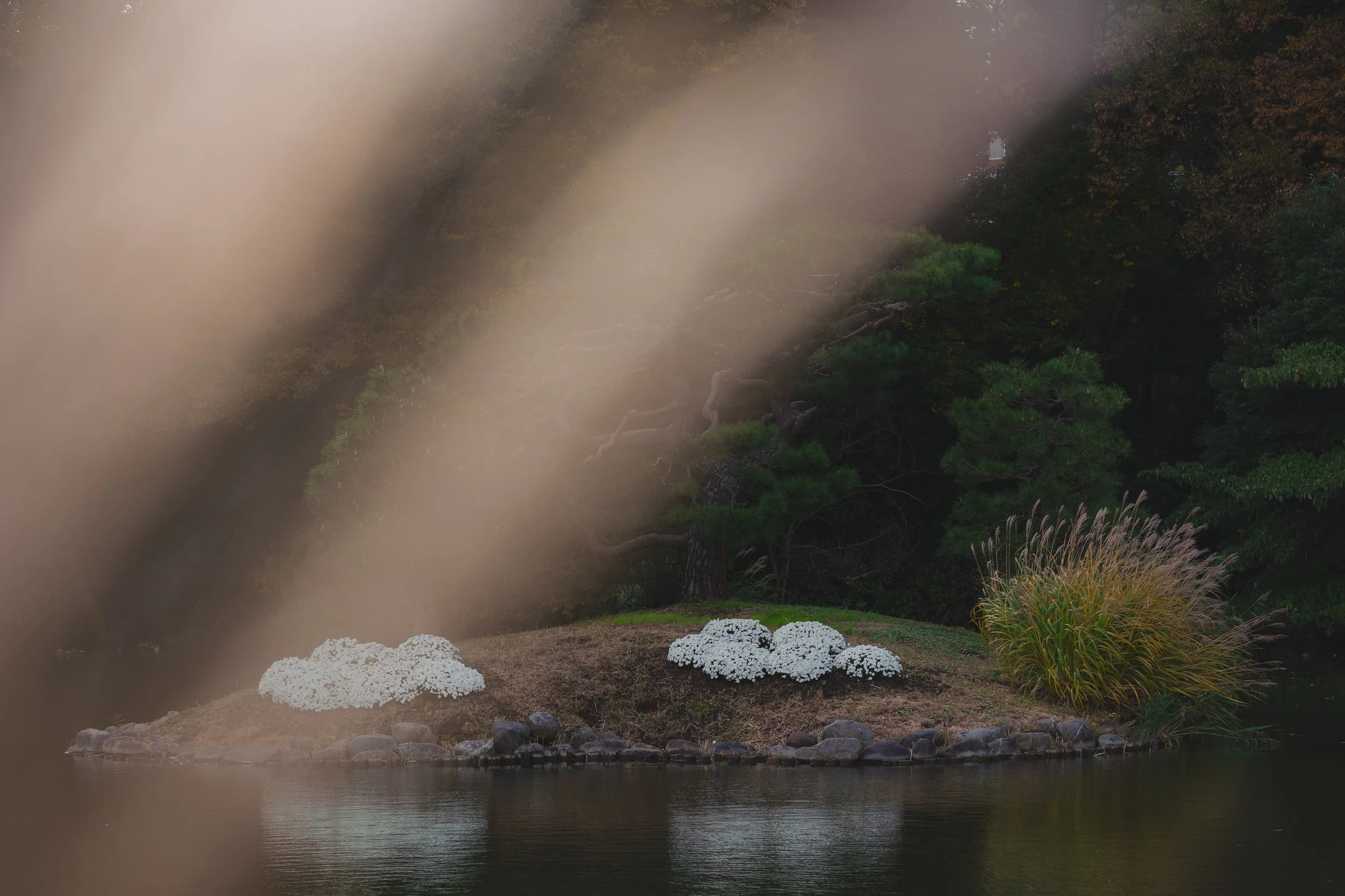 A small island with white flowers, green grass, and tall grass, surrounded by water with trees in the background. Some out-of-focus branches or leaves are in the foreground.