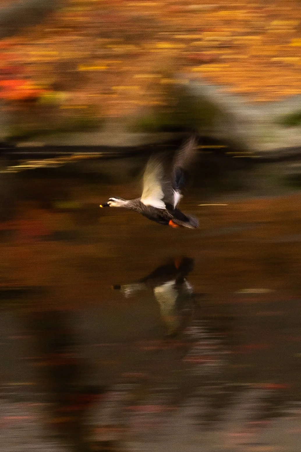 A bird flying low over a body of water with a colorful, blurred background reflecting autumn foliage.
