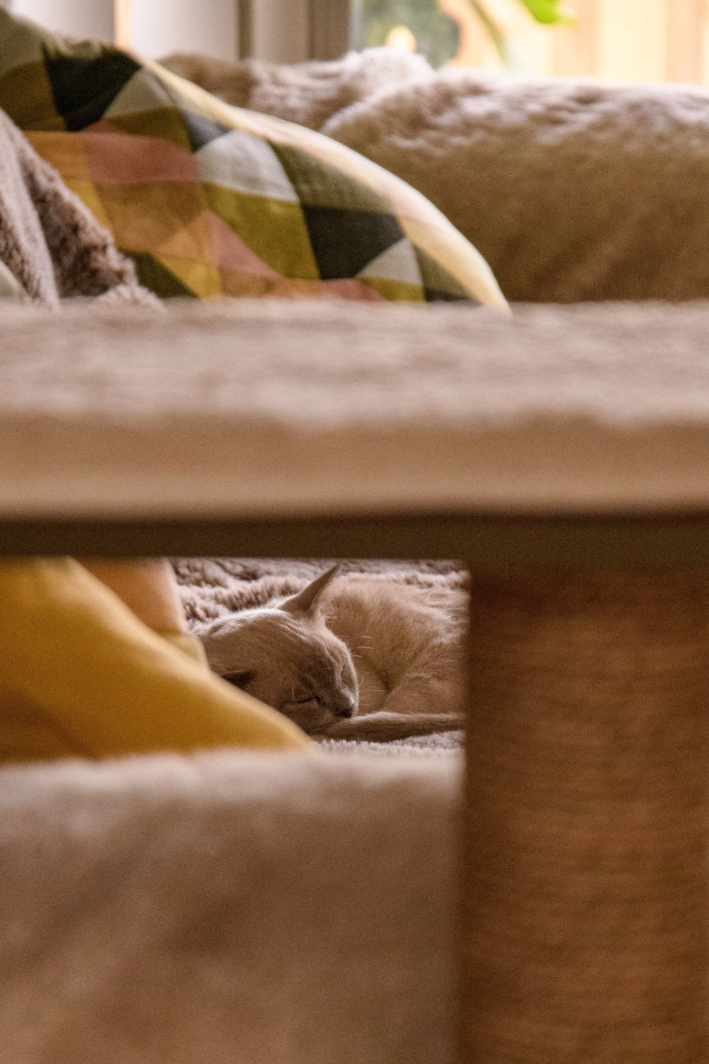 A cream-colored cat sleeping on a carpeted floor, seen through the gap under a low table.