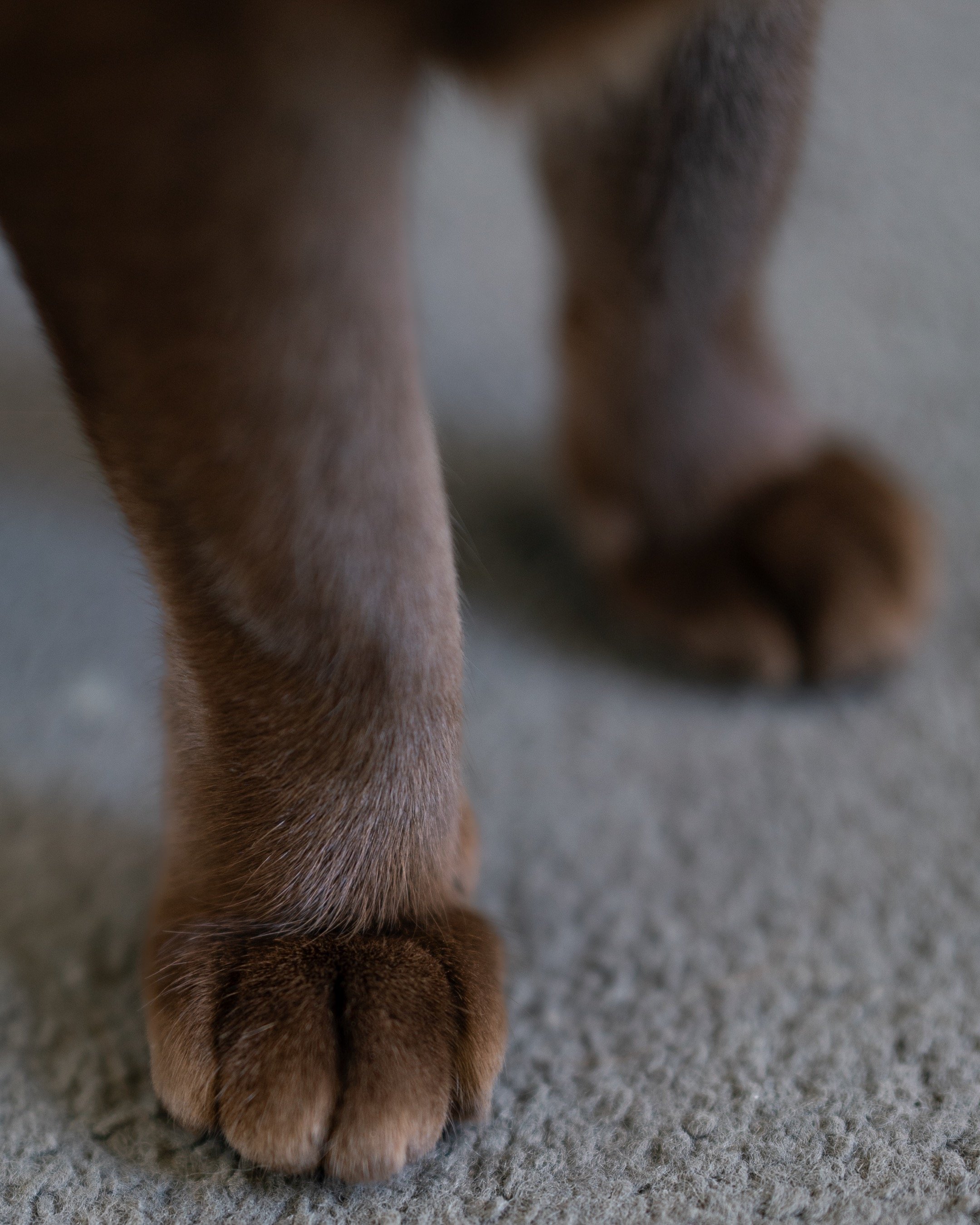 Close-up of a brown dog's front paws standing on a grey carpet.
