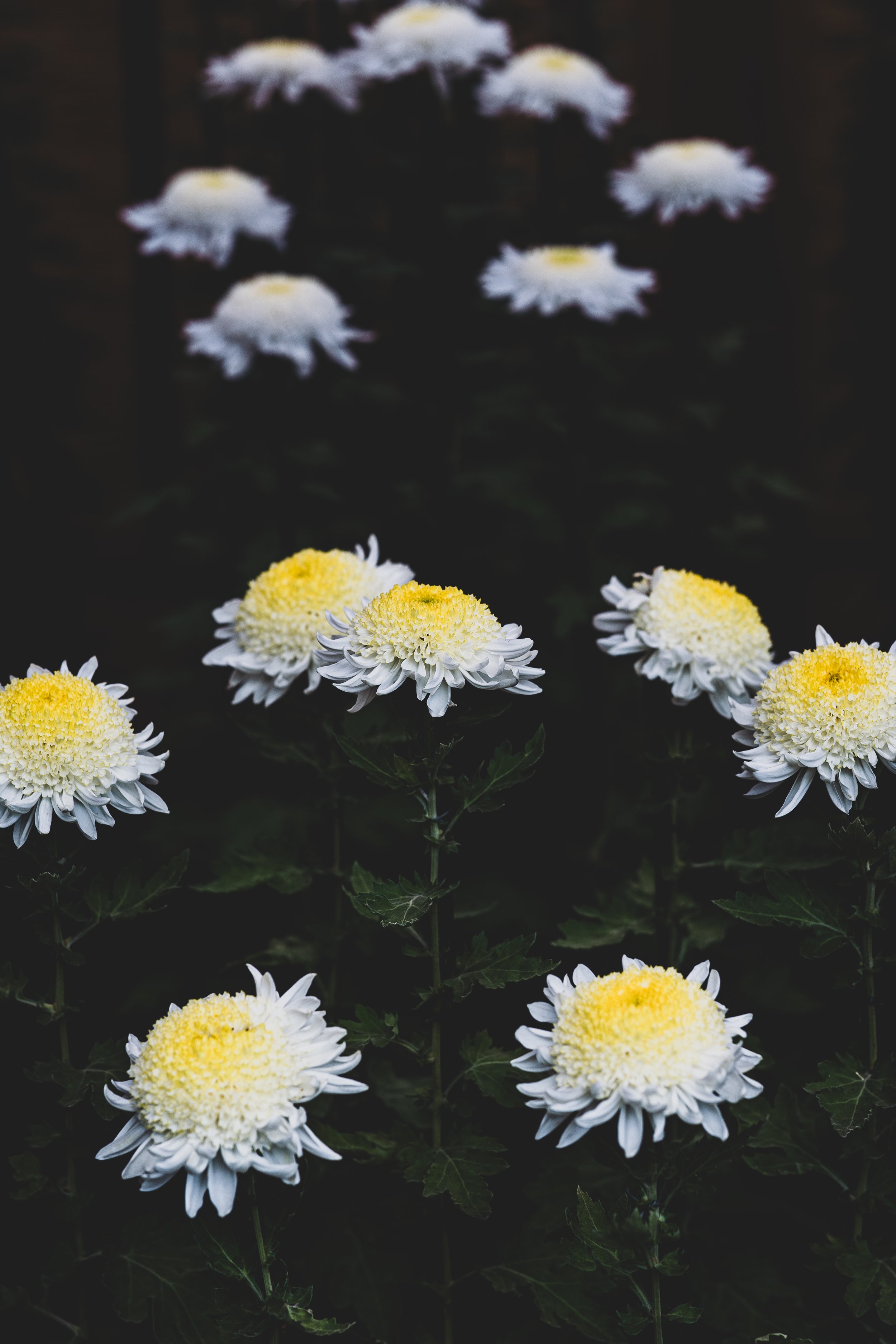 White and yellow chrysanthemums in a darkened garden.