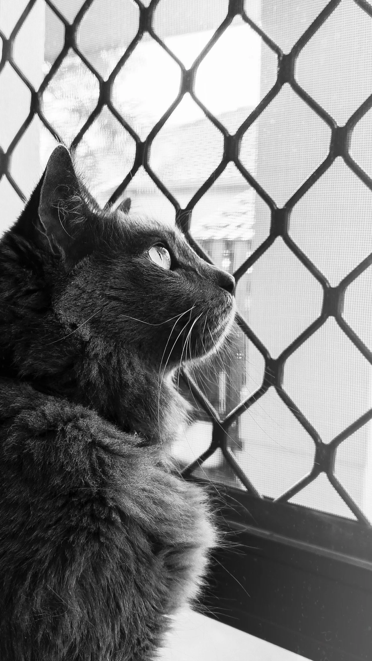 A black cat with light eyes looking out of a window with a diamond-shaped wire mesh screen.