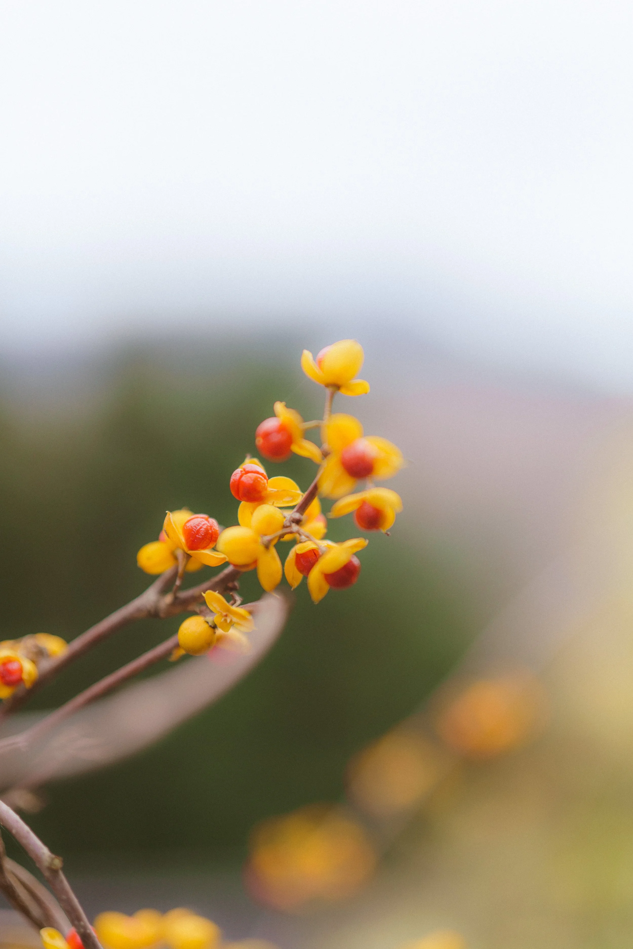 Close-up of yellow and red berries on a branch, with blurred background.
