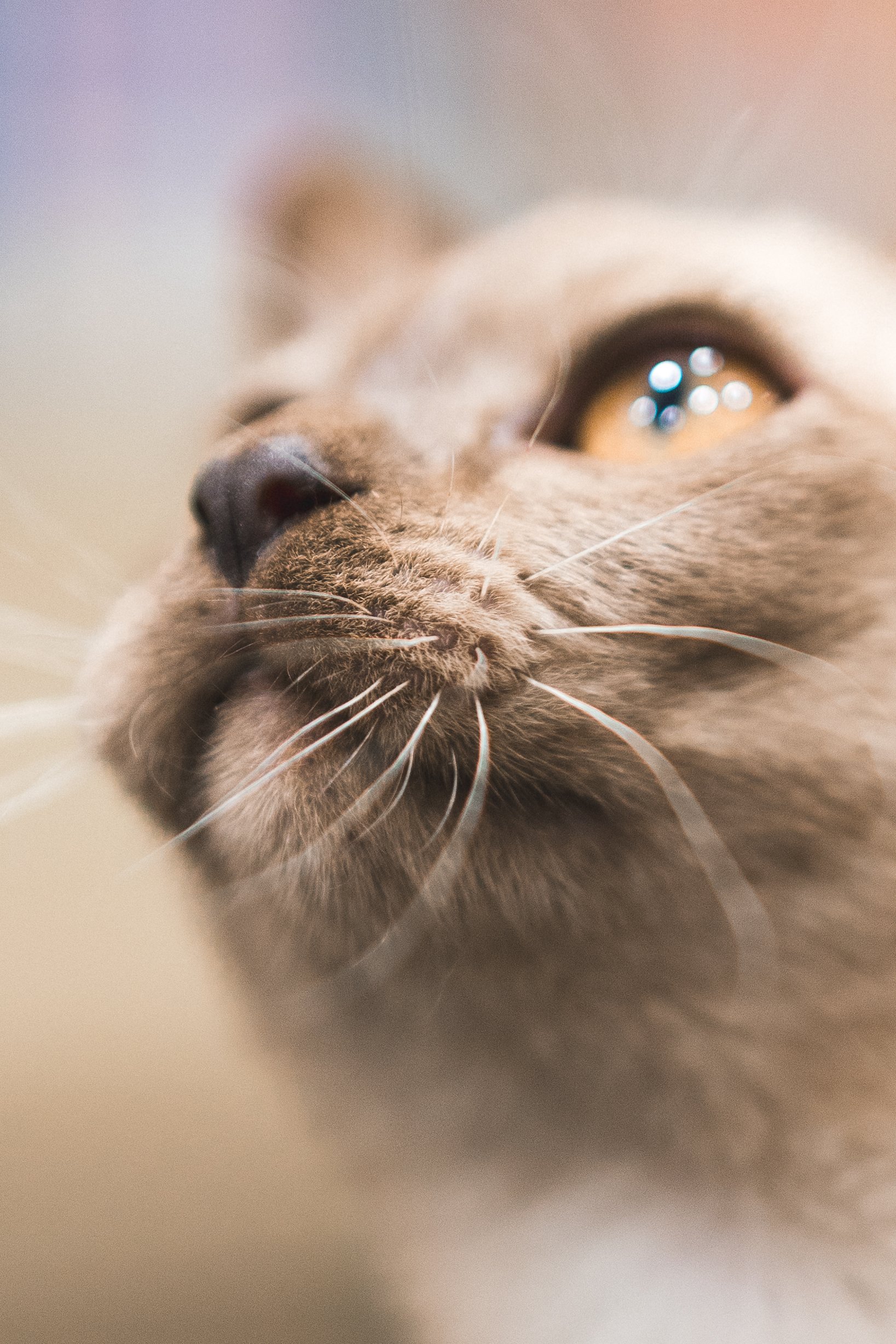 Close-up of a gray cat's face, focusing on its nose, whiskers, and eye.