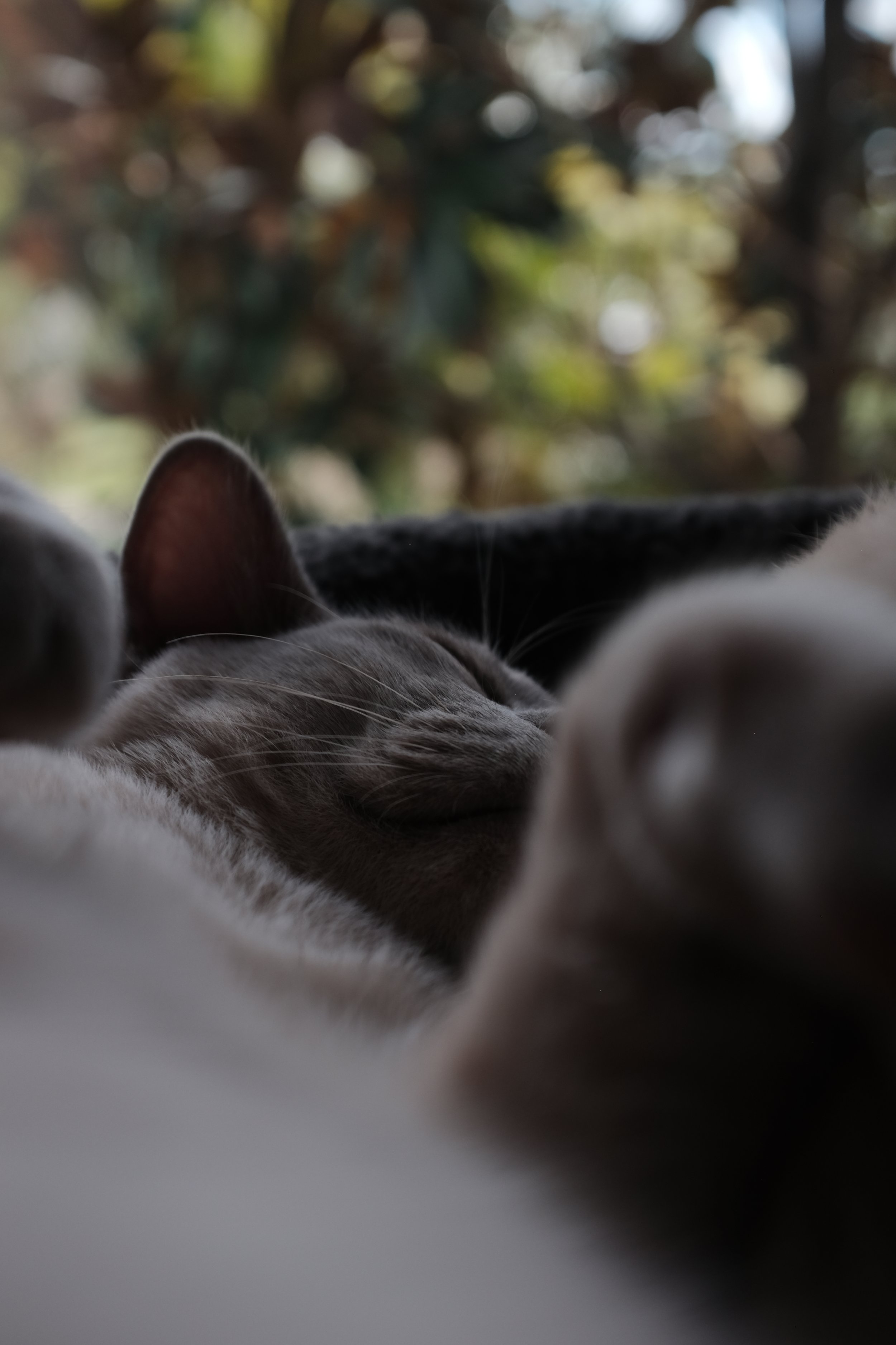 Close-up of a sleeping cat with grey fur, lying down with a blurred background of greenery.