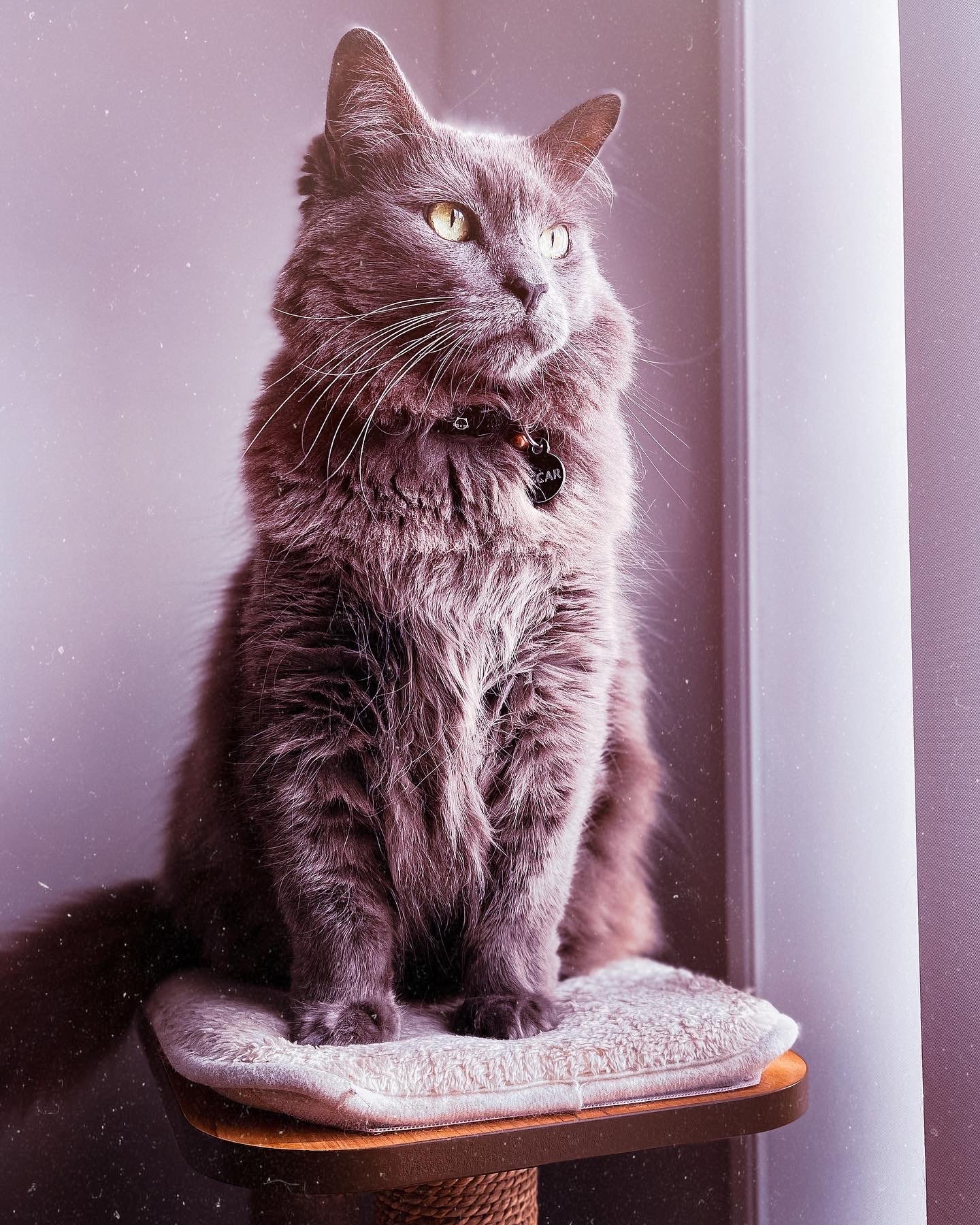 Gray cat with yellow eyes sitting on a cushioned platform near a window.