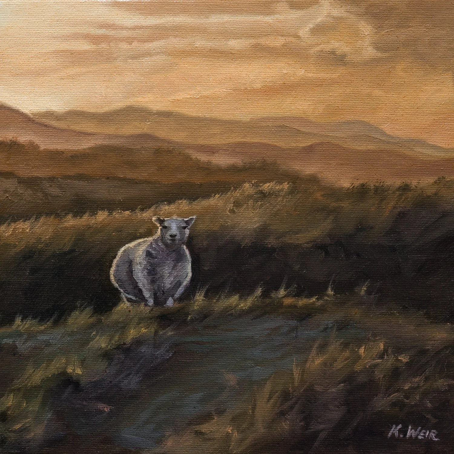 Curious Sheep_web.jpg