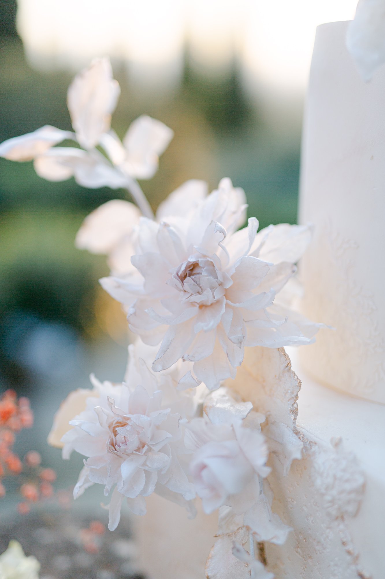 Close-up of white flowers with soft sunlight in background.