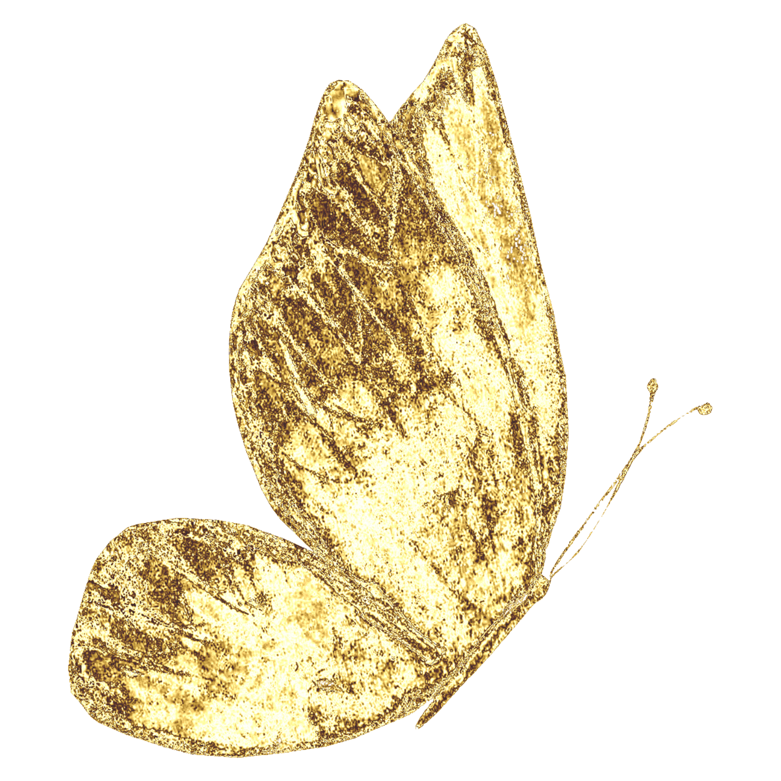 Golden butterfly with textured wings.