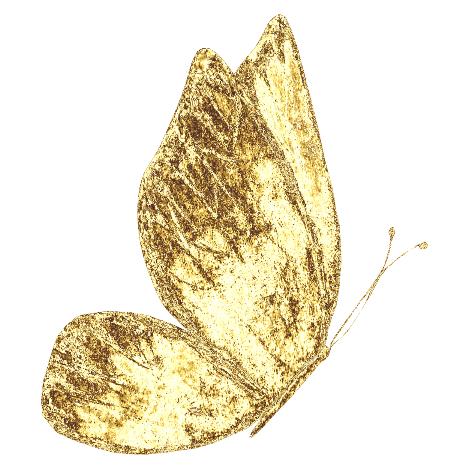 Close-up of a gold-colored seashell with a textured surface.