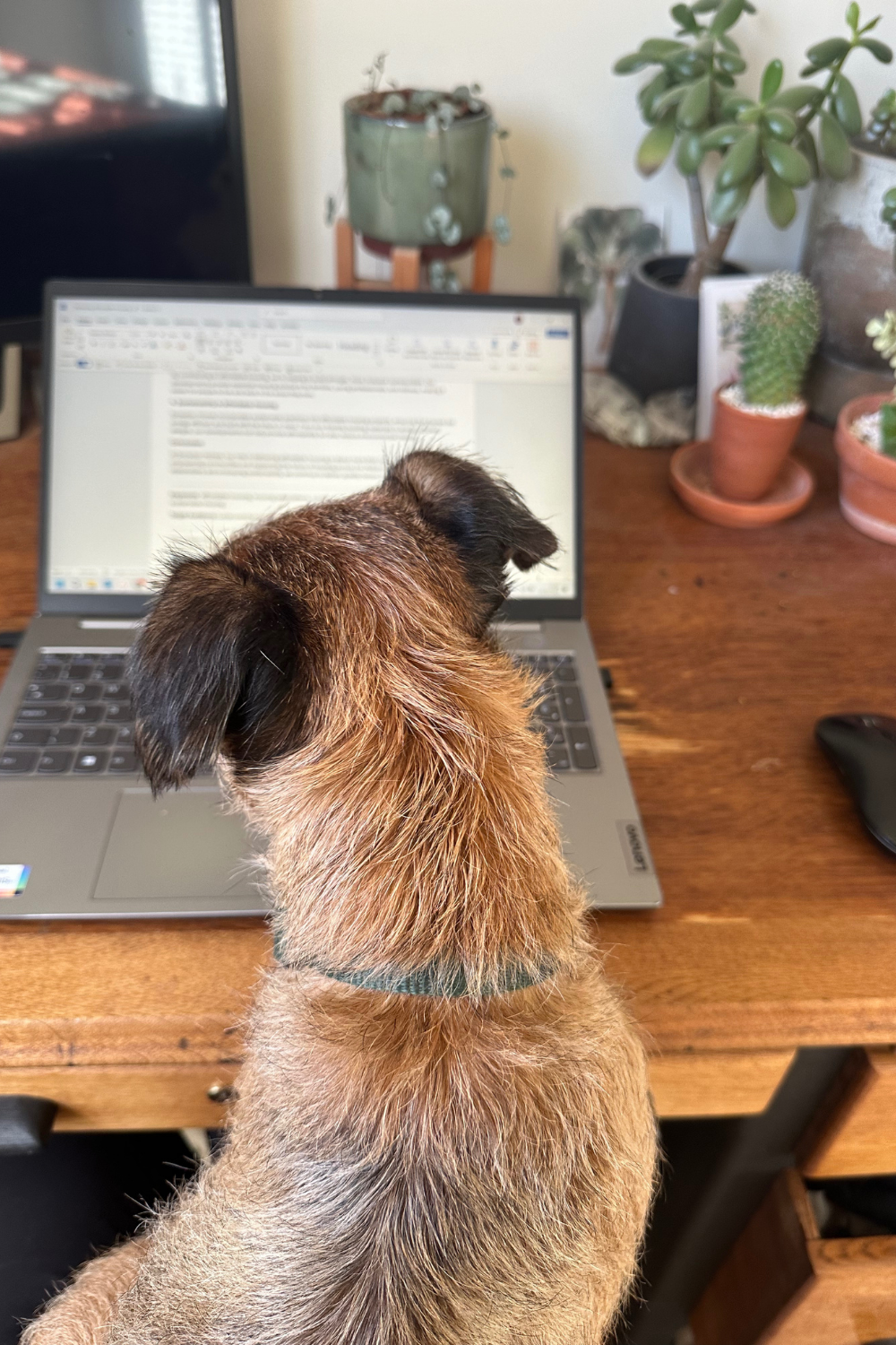 A small dog with brown and black fur sitting on a wooden desk, looking at a laptop screen.