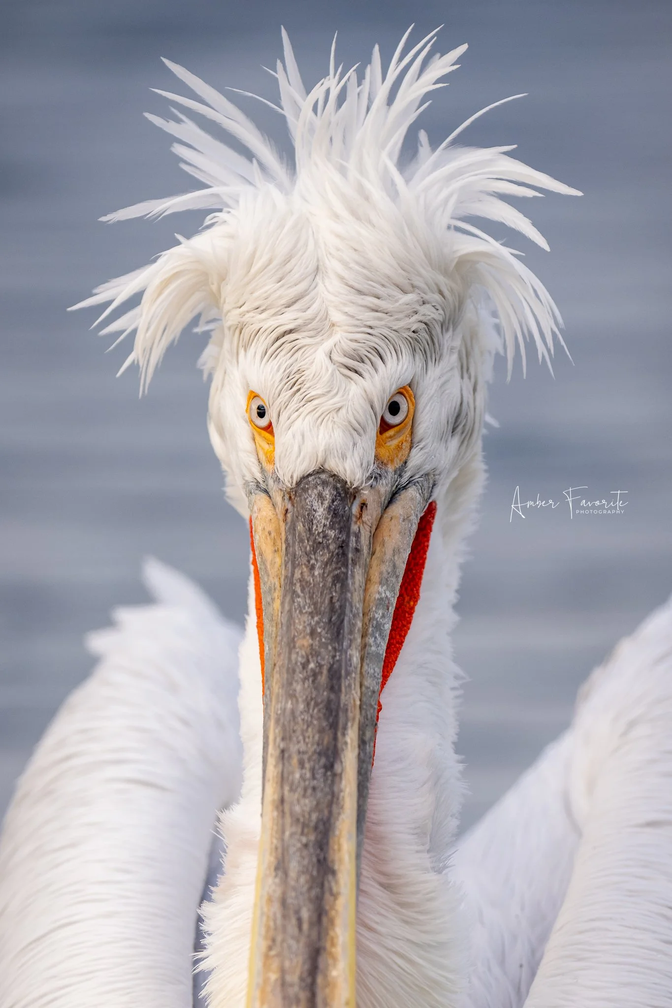 A close-up of a Dalmatian pelican with a long, straight beak and intense gaze, with a blurry water background.