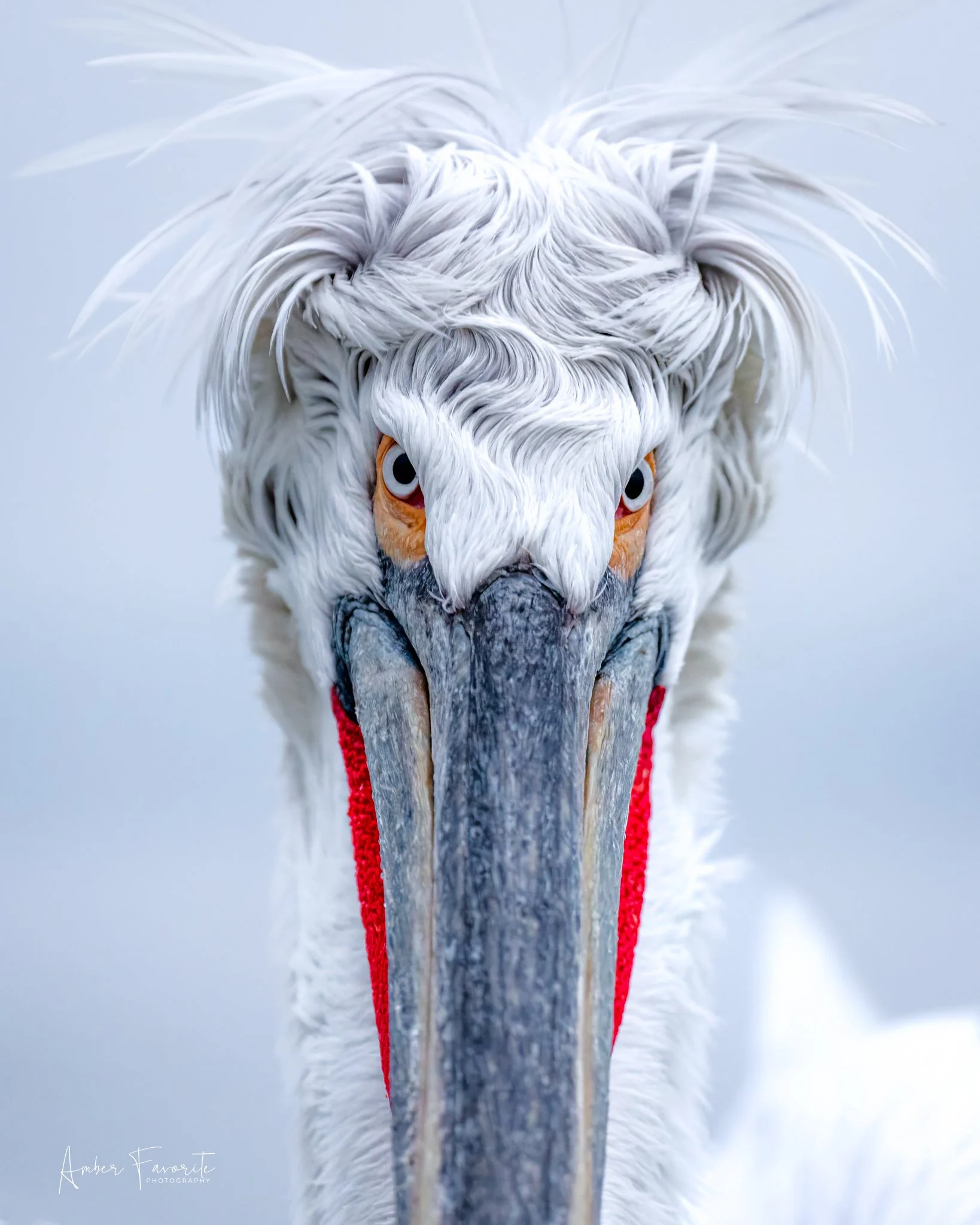 Close-up of a pelican with white feathers, orange eyes, a large gray beak, and a red pouch near its neck.