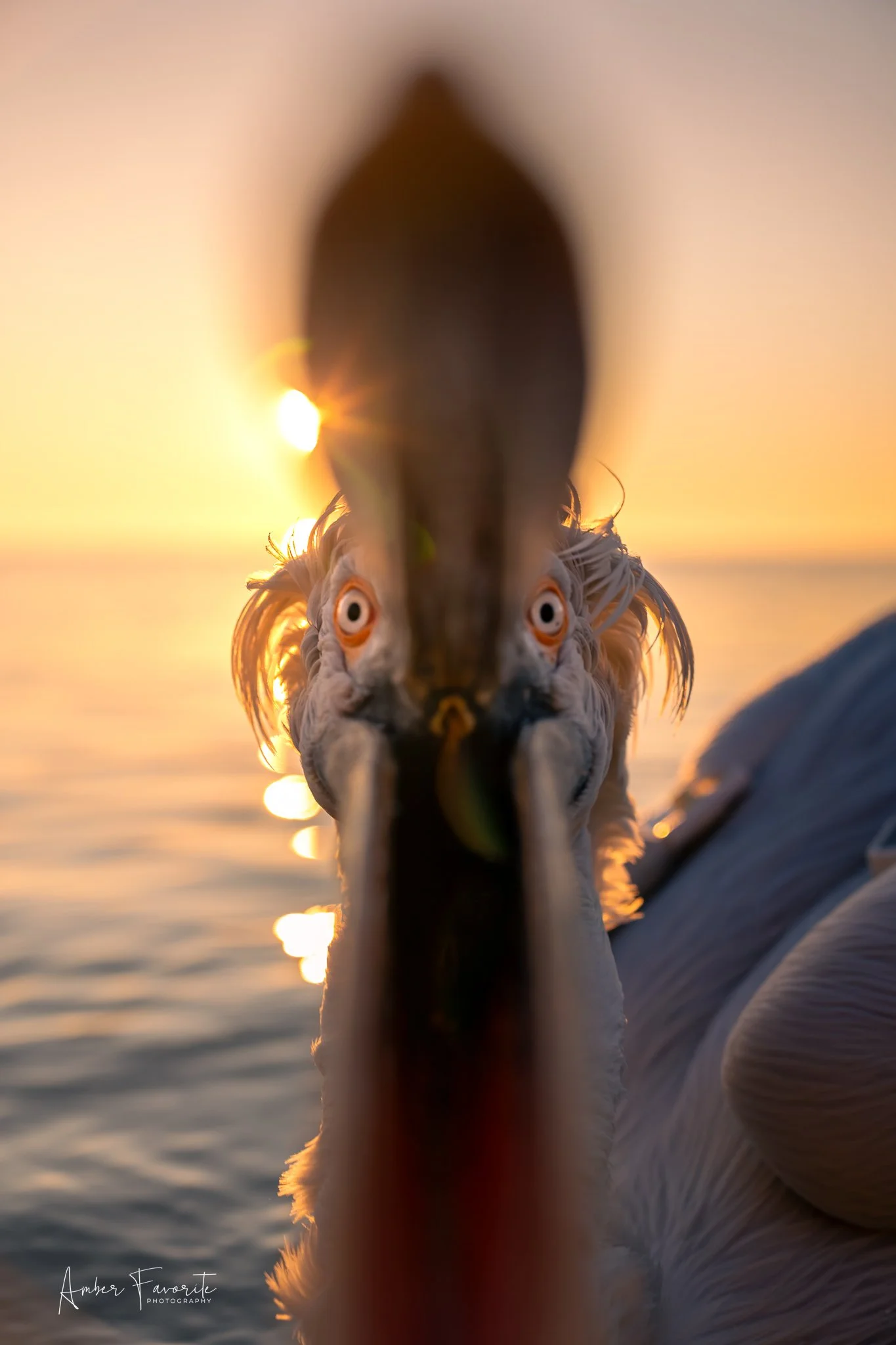 Close-up of a pelican's face and beak with the sun setting behind it on the water, captured from a low angle.