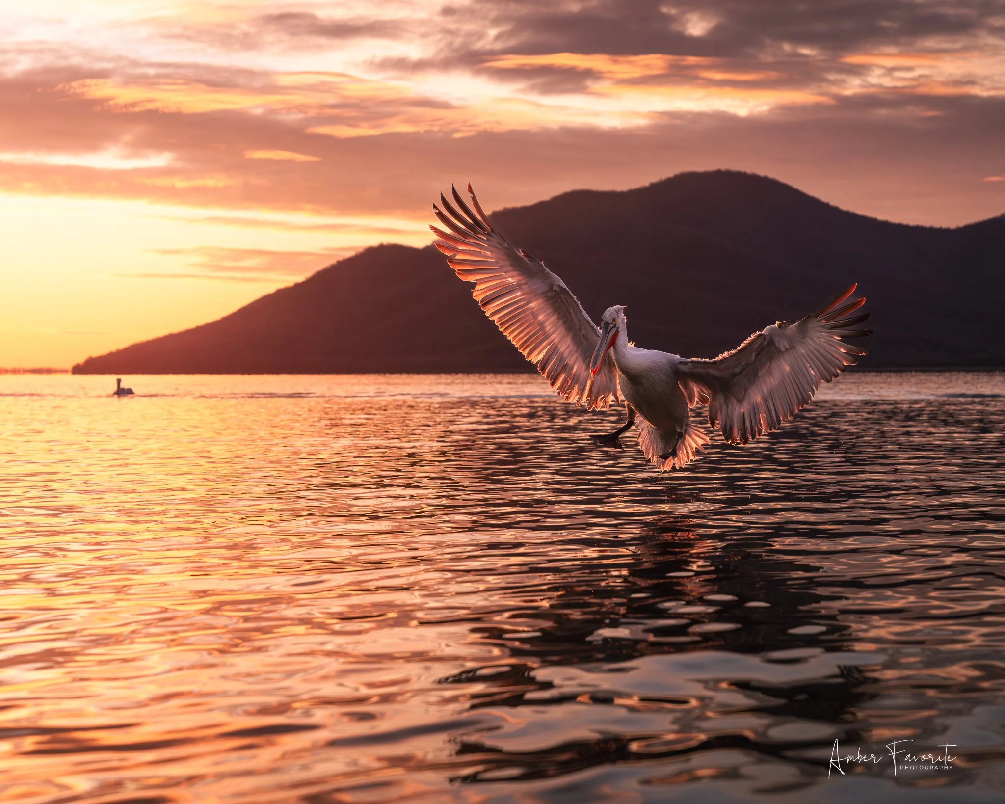 Pelican flying over a body of water during a sunset with mountains in the background.