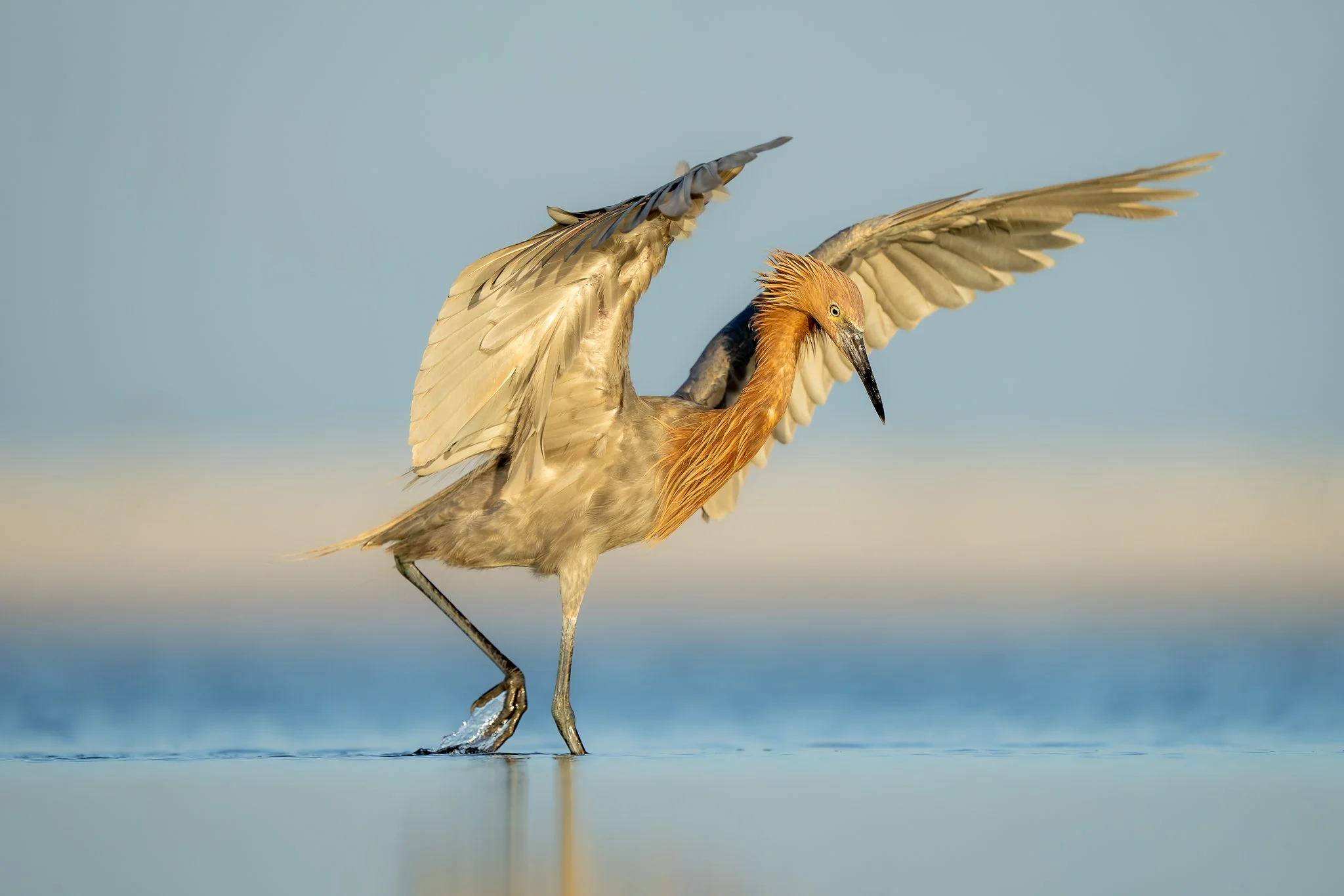 A heron with outstretched wings standing in shallow water.