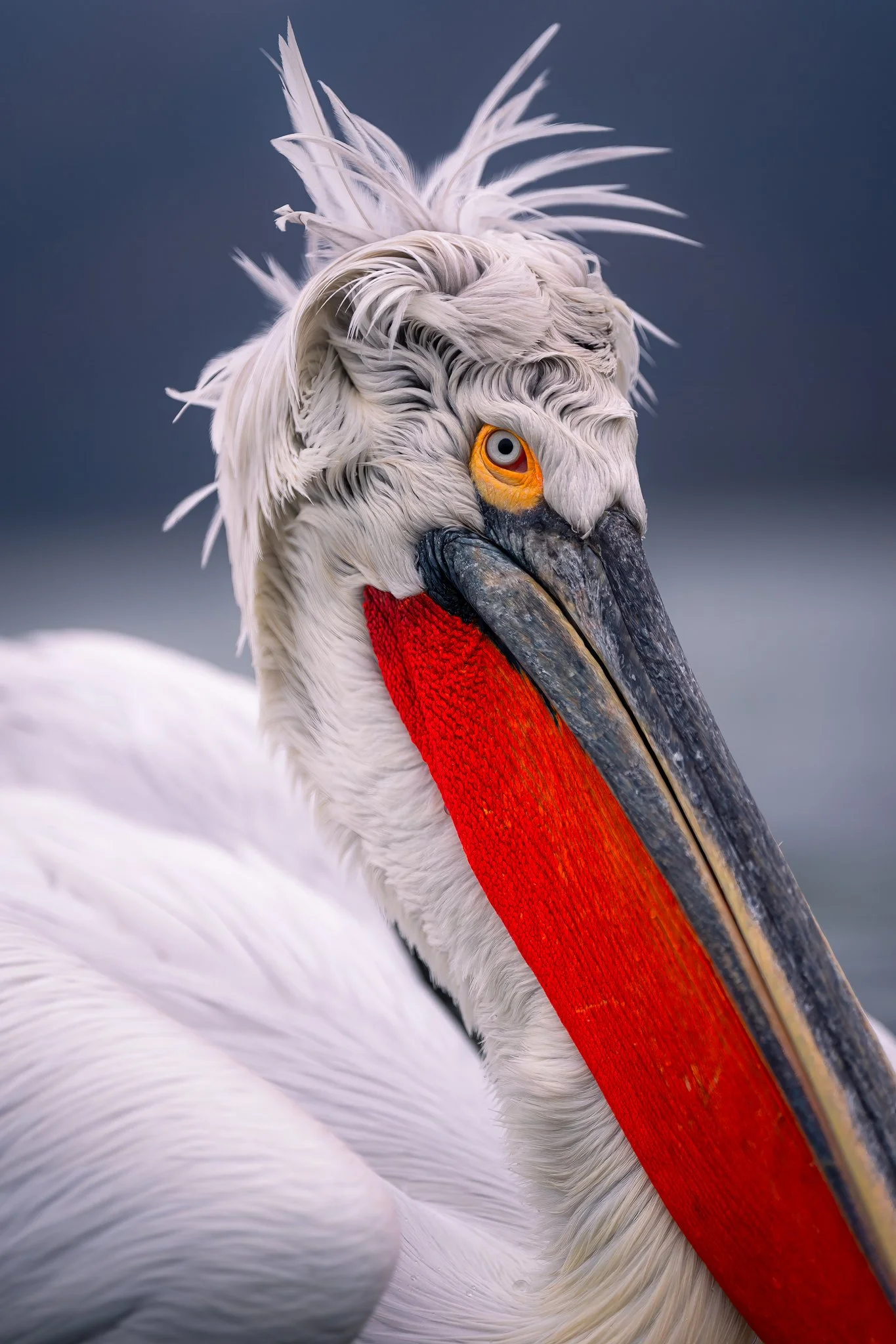 Close-up of a pelican with white feathers, an orange eye, and a long orange and black beak.