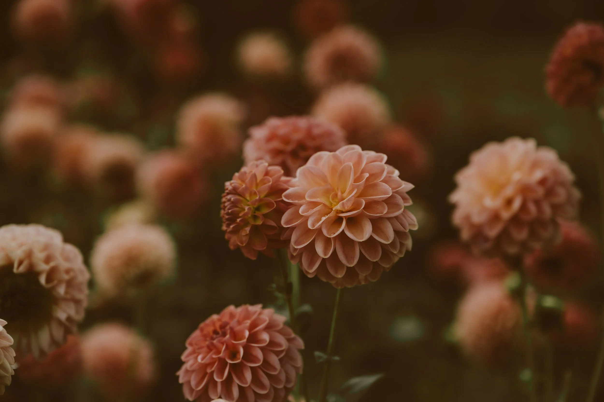 Close-up of peach-colored dahlias in a garden with a blurred background.