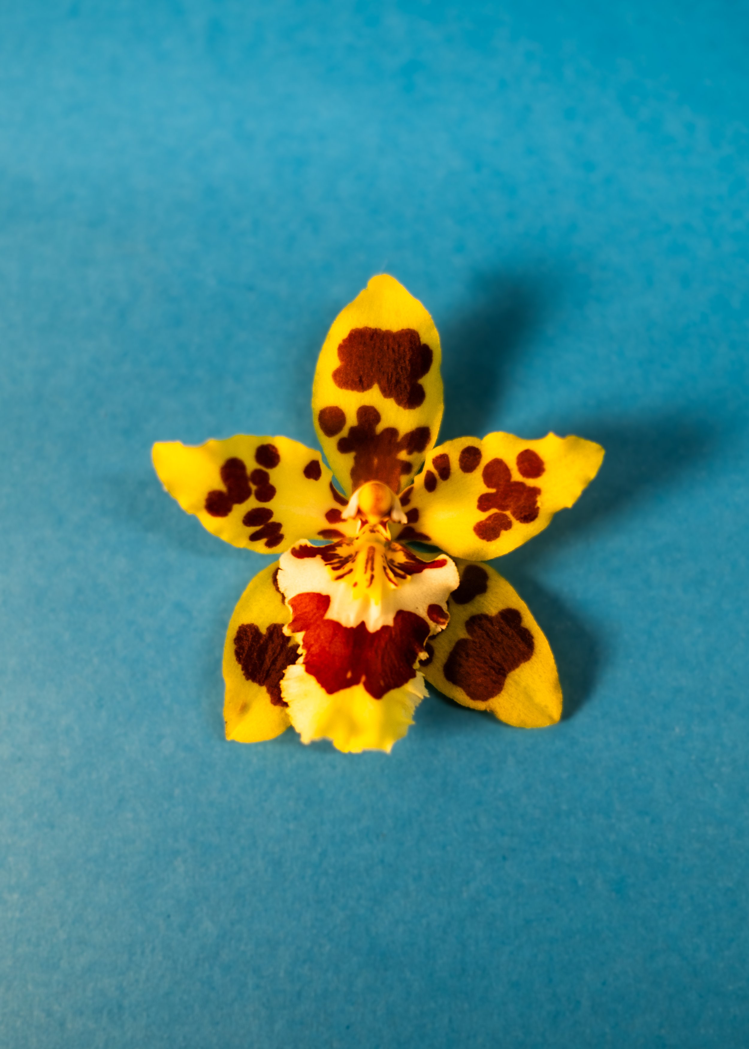 DSCF1037.jpg
