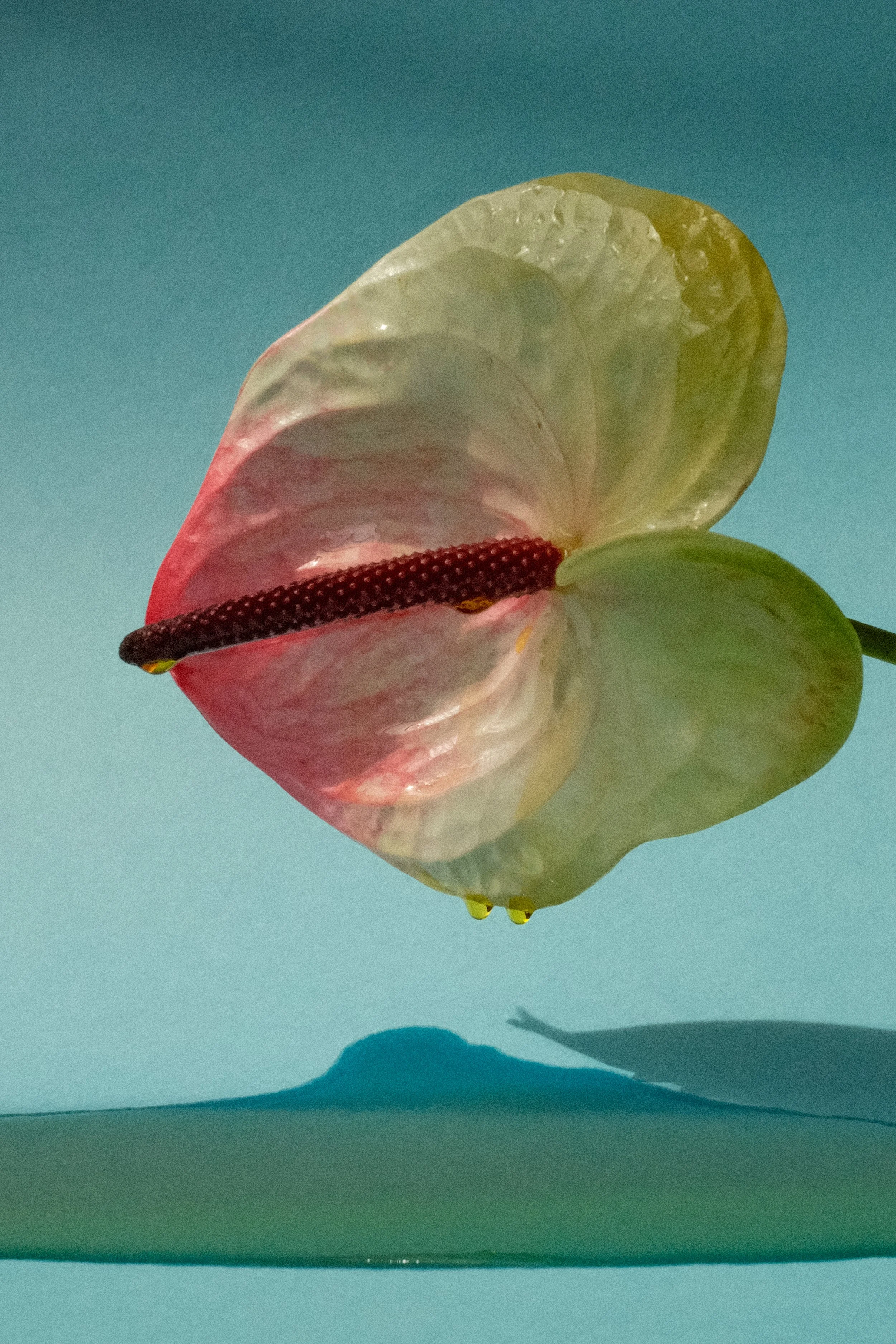DSCF7663.jpg
