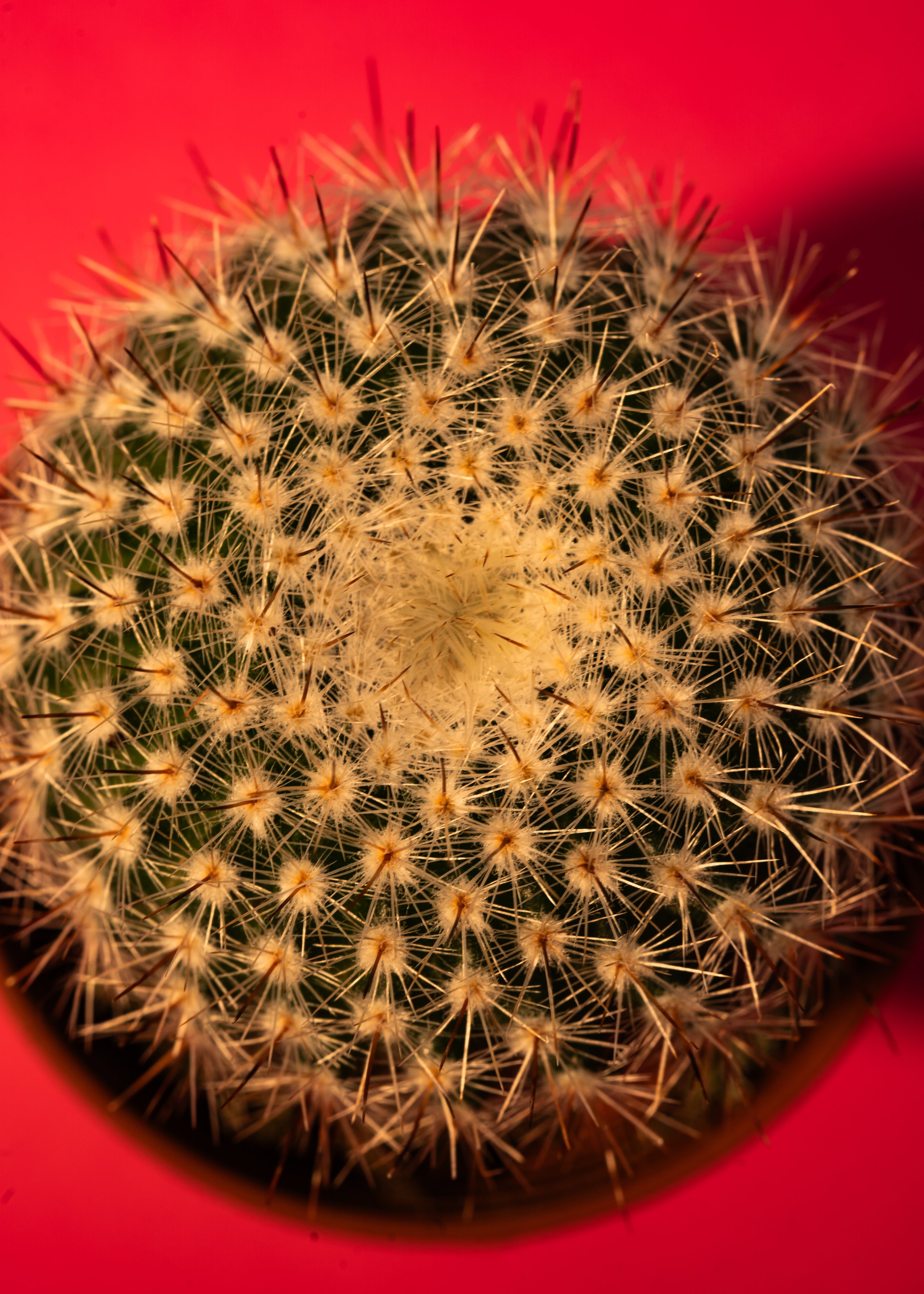 DSC04912-2.jpg
