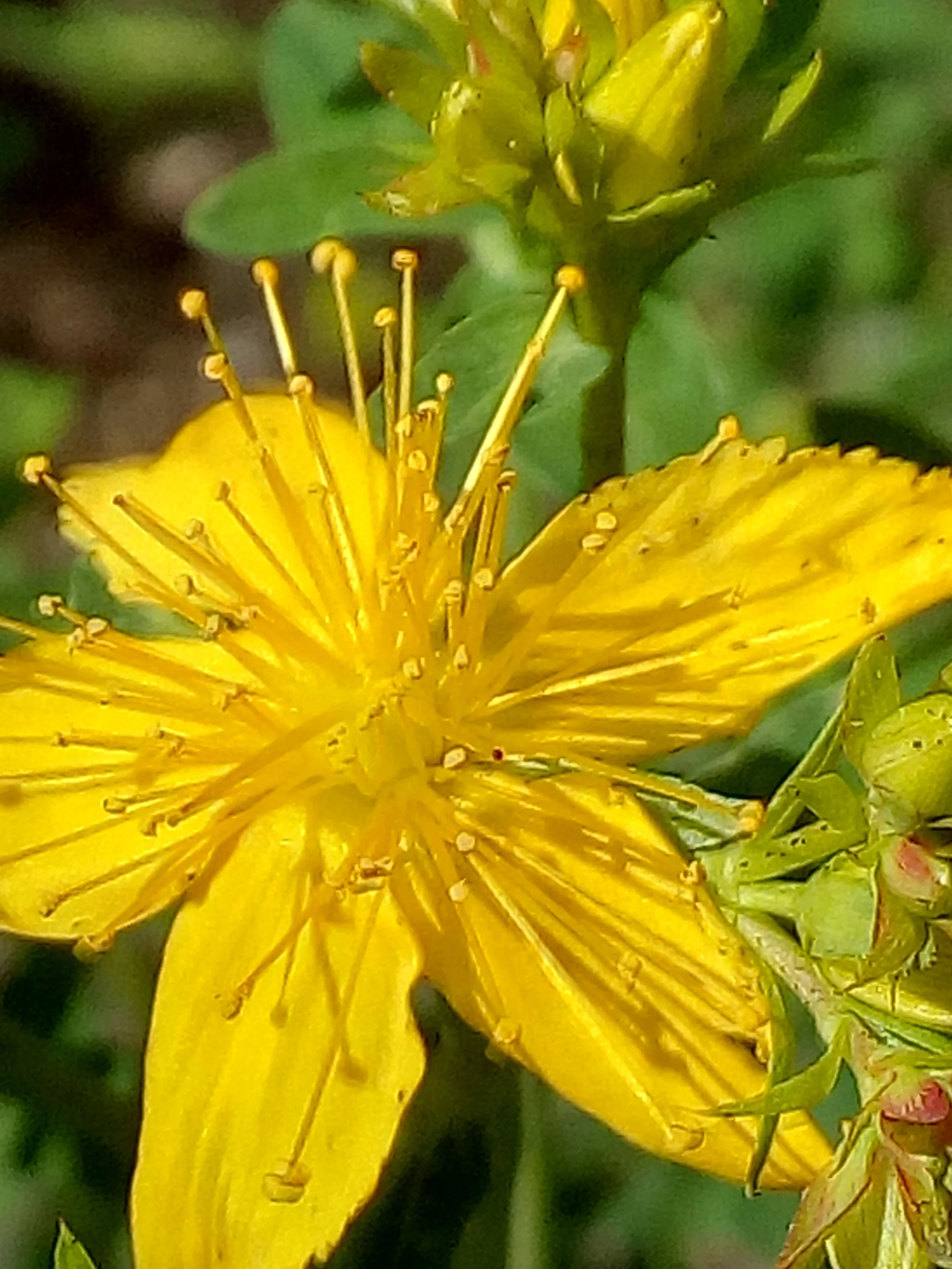 Die Sonne im Johanniskraut