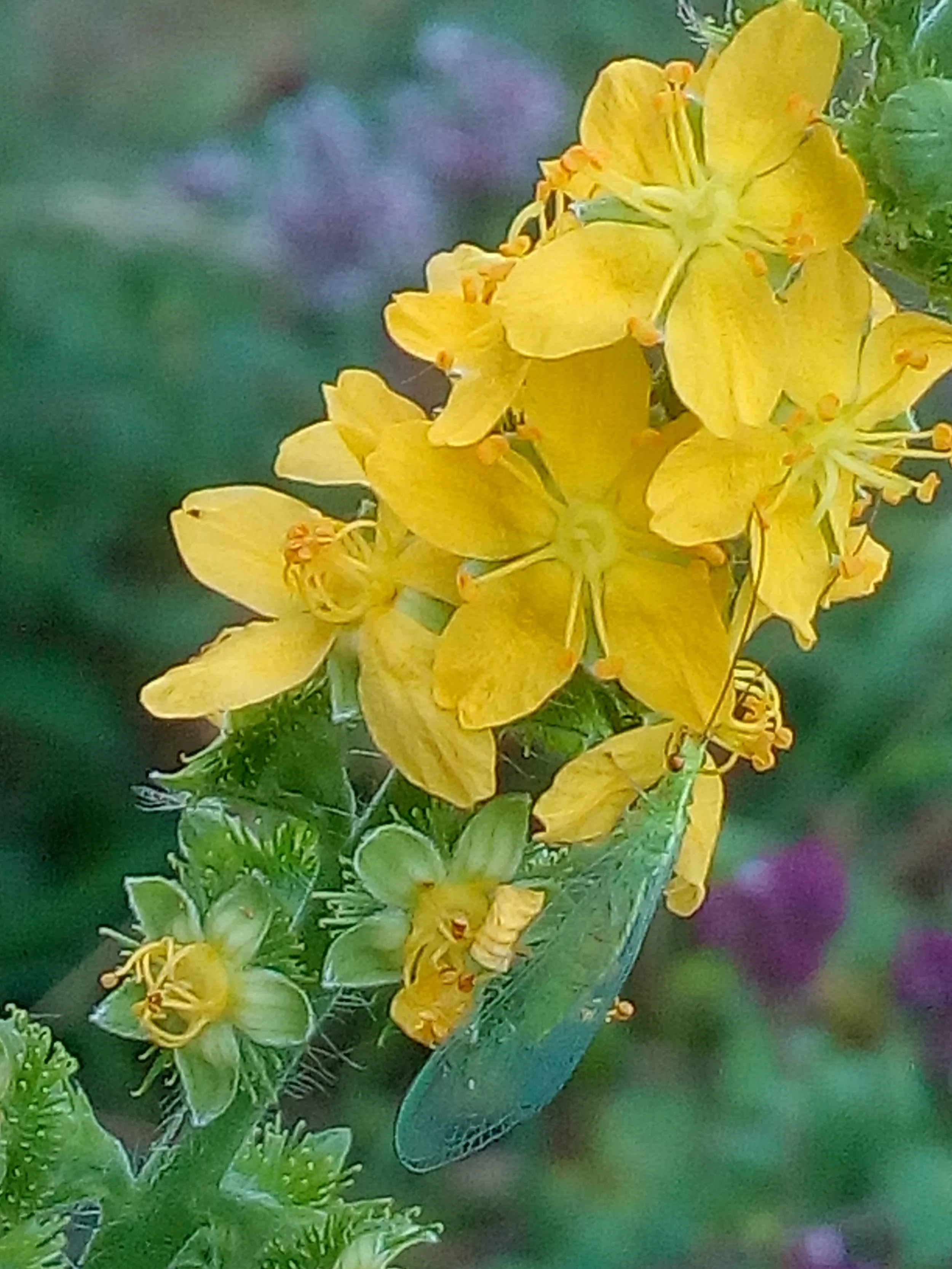 Agrimonia eupatoria, Odermennig, Blüte, 6.7.2017, Kettenreith, petra (1).jpg