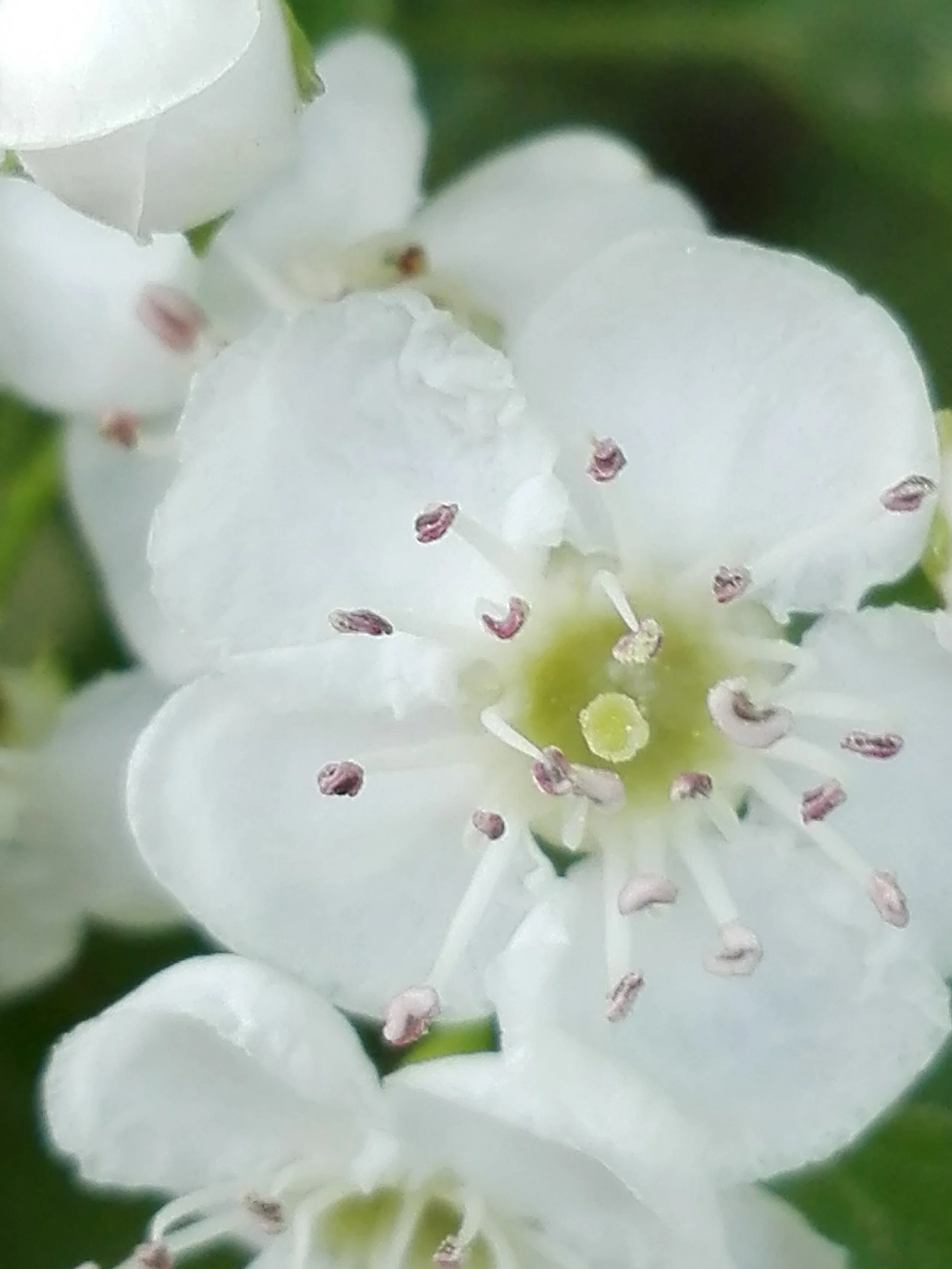 Crataegus monogyna, 27.4.2018, Ulmengrund Lichtenwörth, Petra (1).jpg