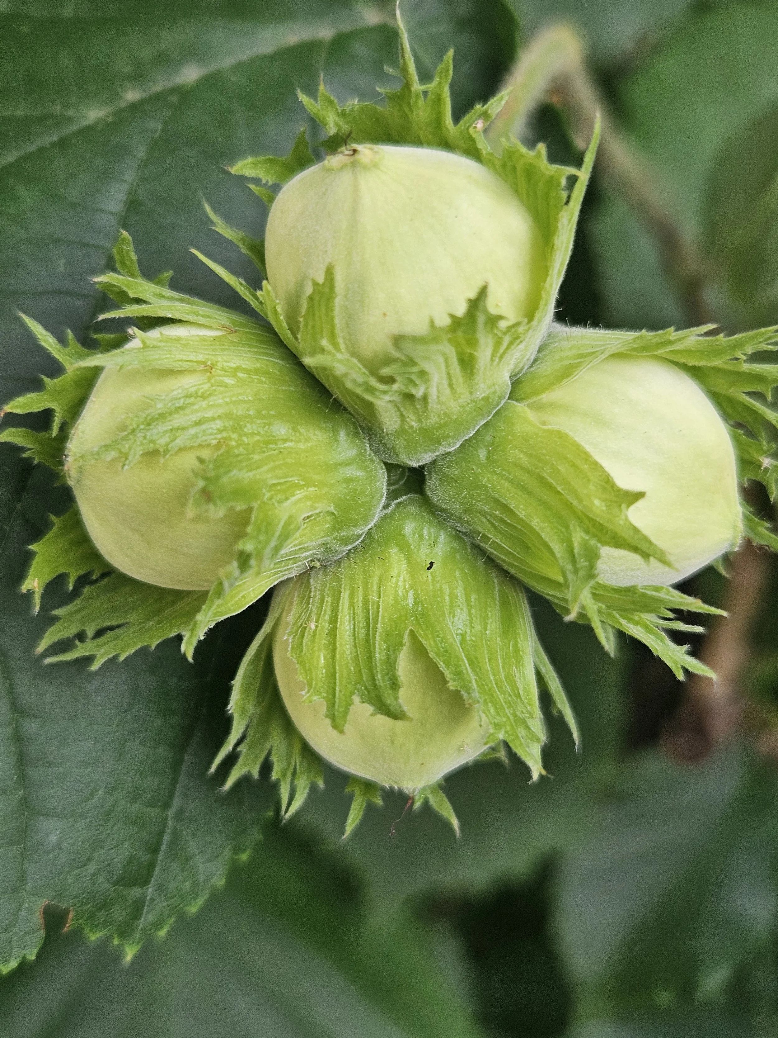 Haselnuss, Zauberbaum
