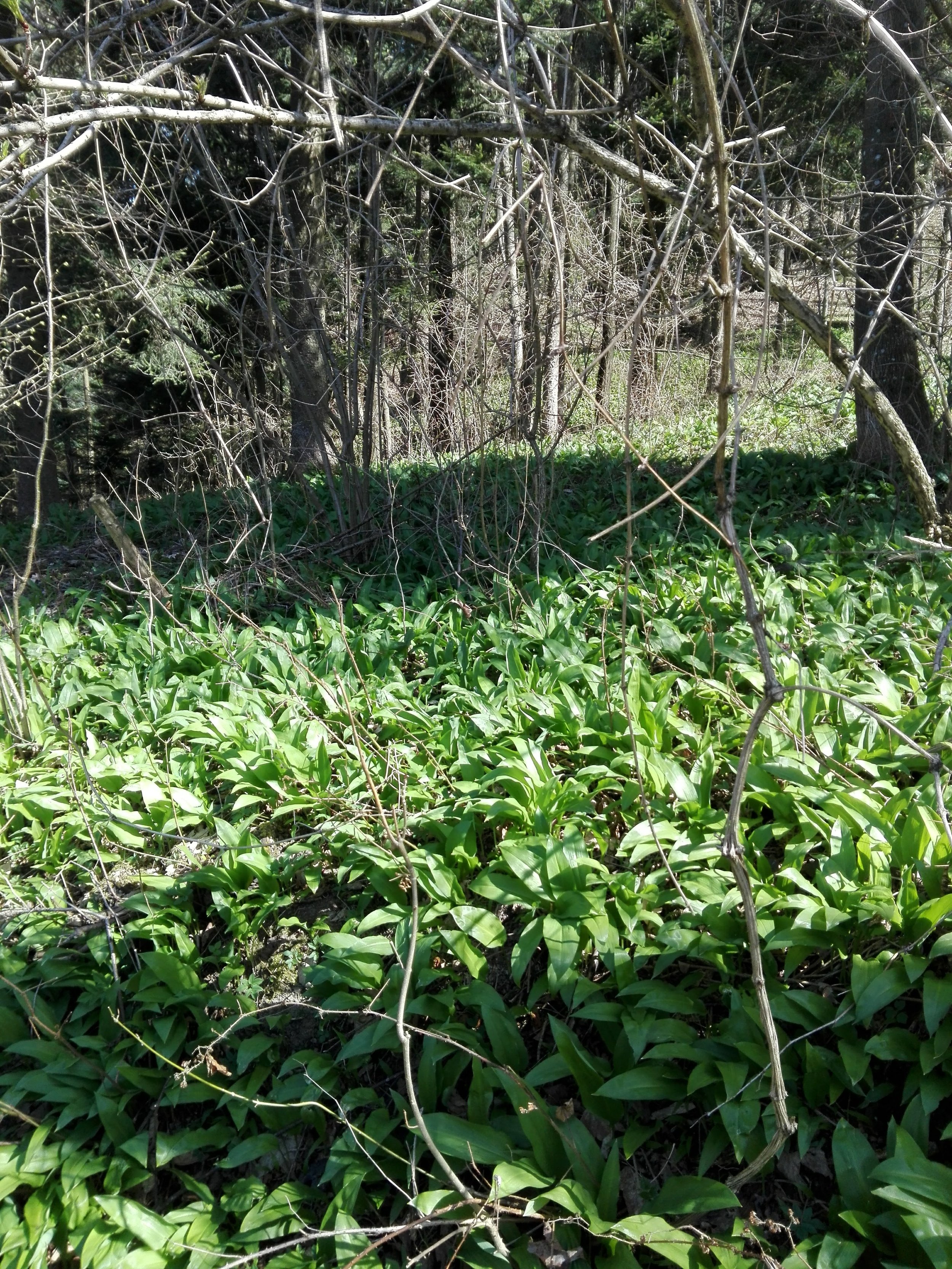 Allium ursinum, 8.4.2018, St. Gotthard, Petra (2).jpg