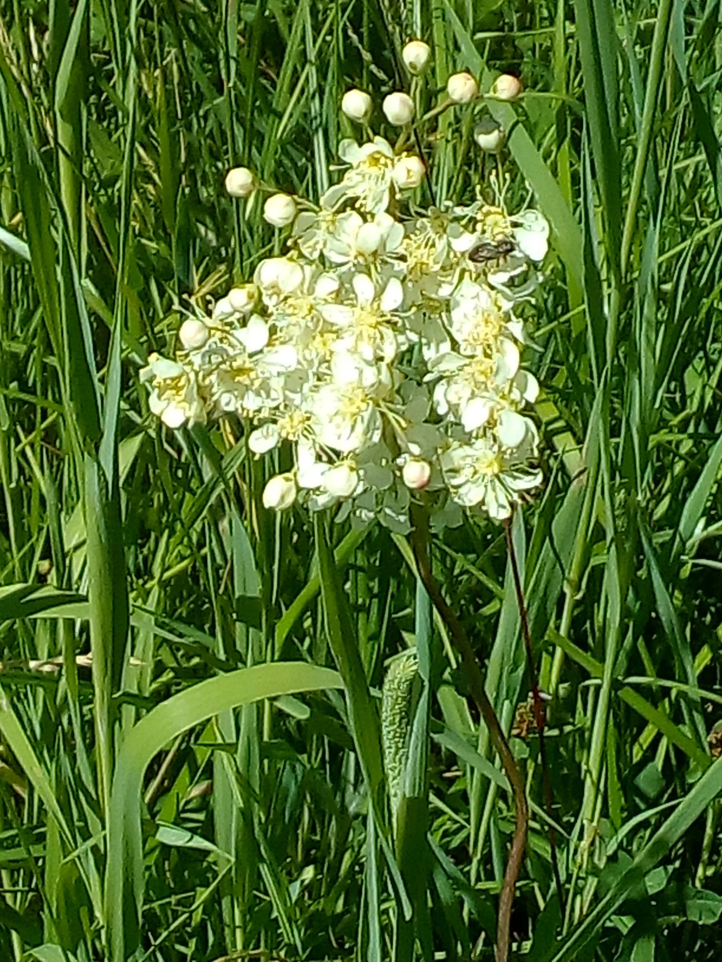 Filipendula vulgaris, Blüte, 8.6.2017, Glosbach,Petra (2).jpg