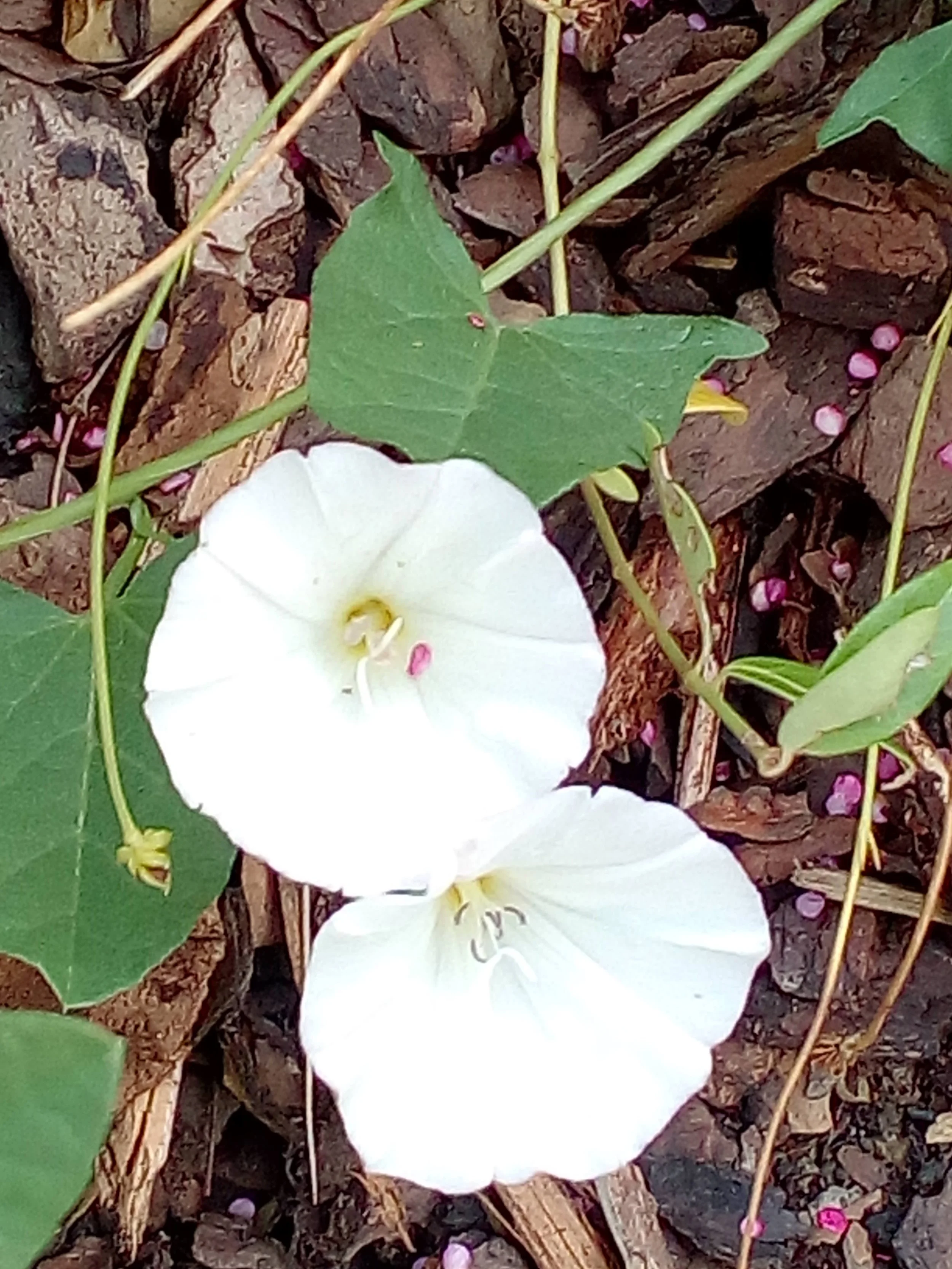 Convolvulvus arvensis, Ackerwinde, 23.6.2017, Kettenreith, Petra.jpg