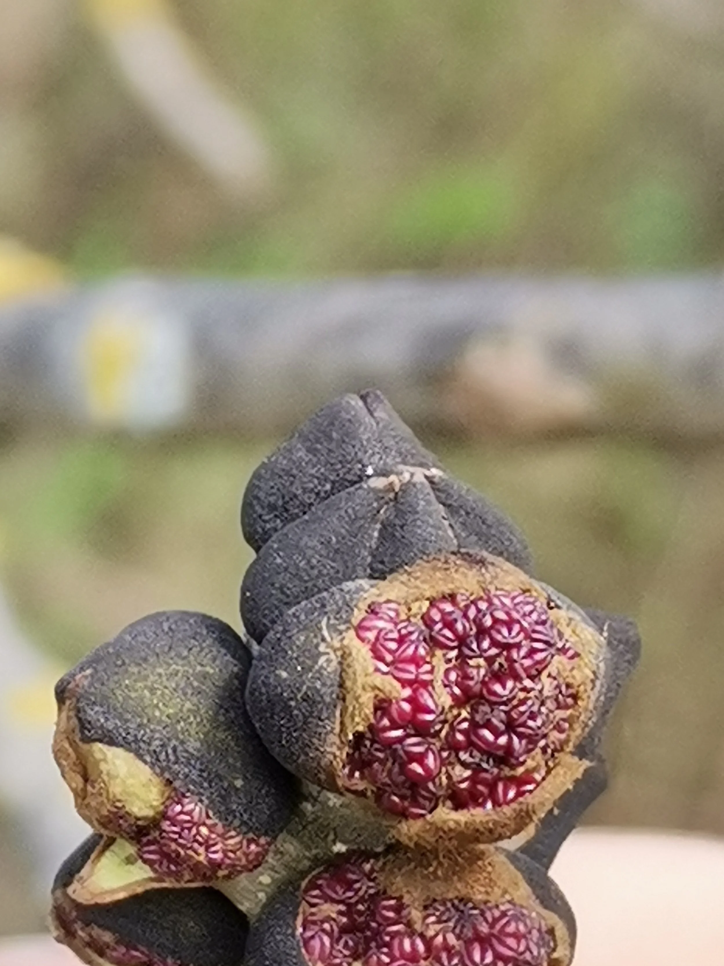 Eschen-Blüten-Knospe