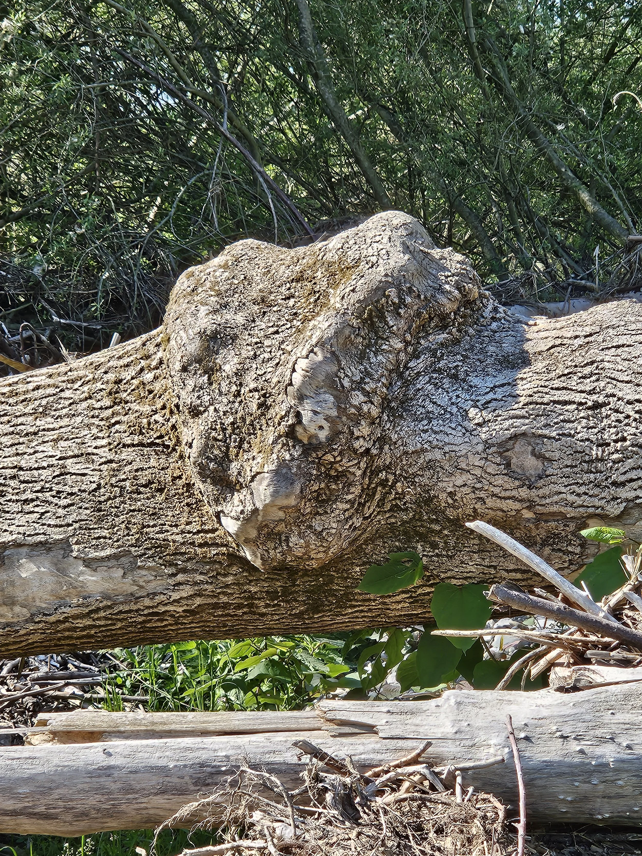 Naturwesen entdecken - Auf der Spur der Elfen und Feen