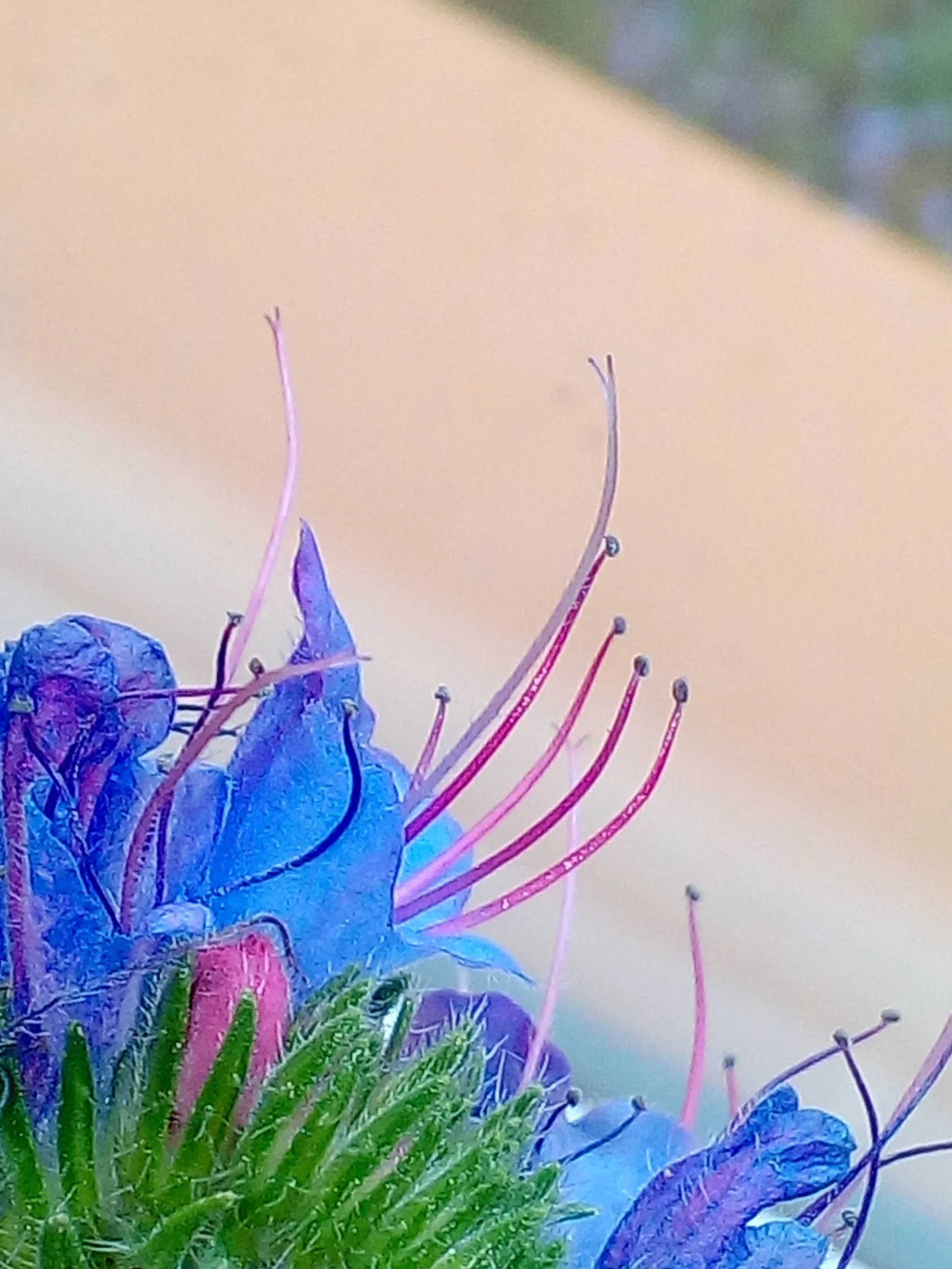 Echium vulgare, Blütengefäße, 04.06.2017, Loosdorf, Petra.jpg