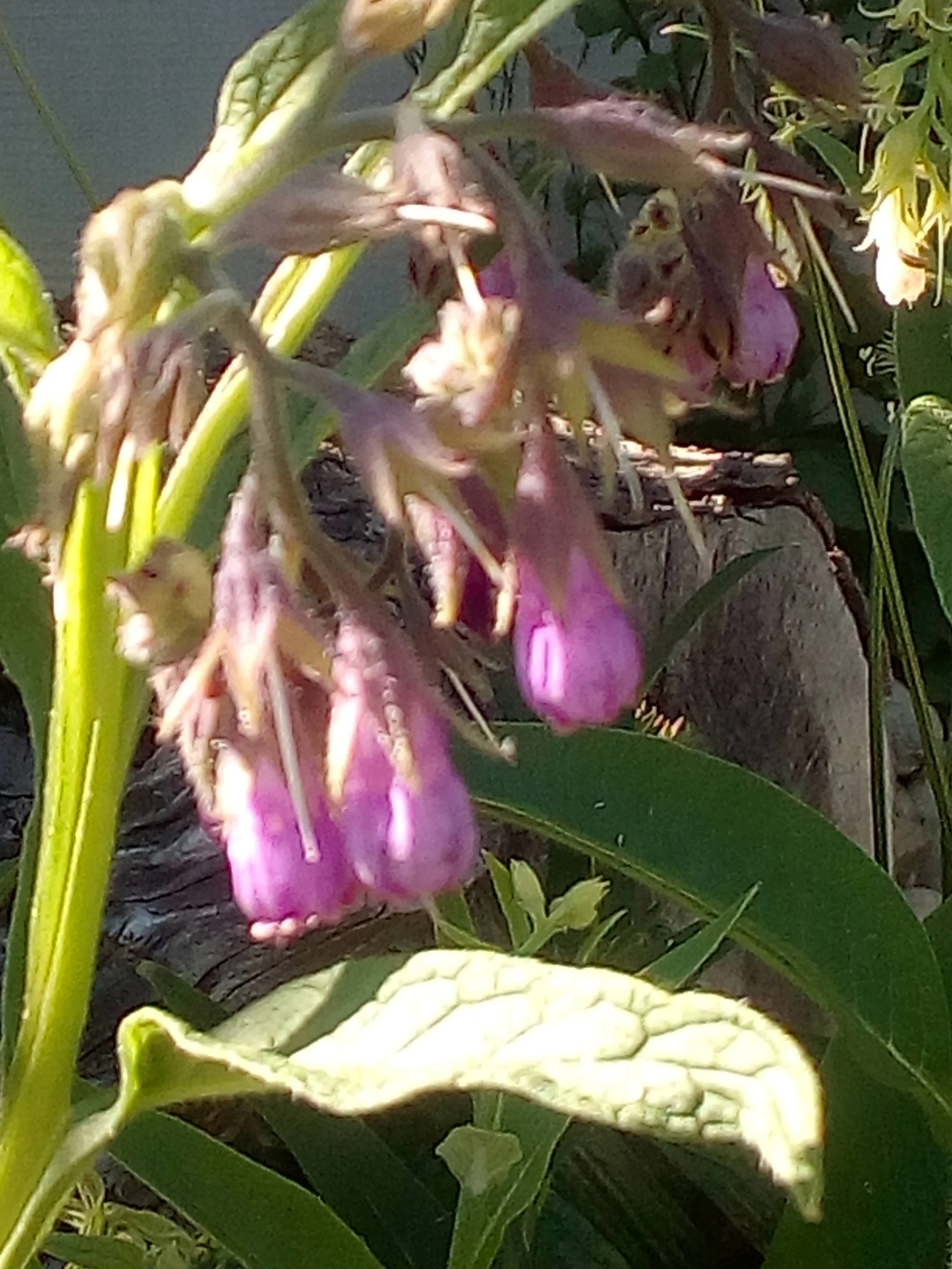 Symphytum officinalis, Blüte, 8.6.2017, Kettenreith, Petra (1).jpg
