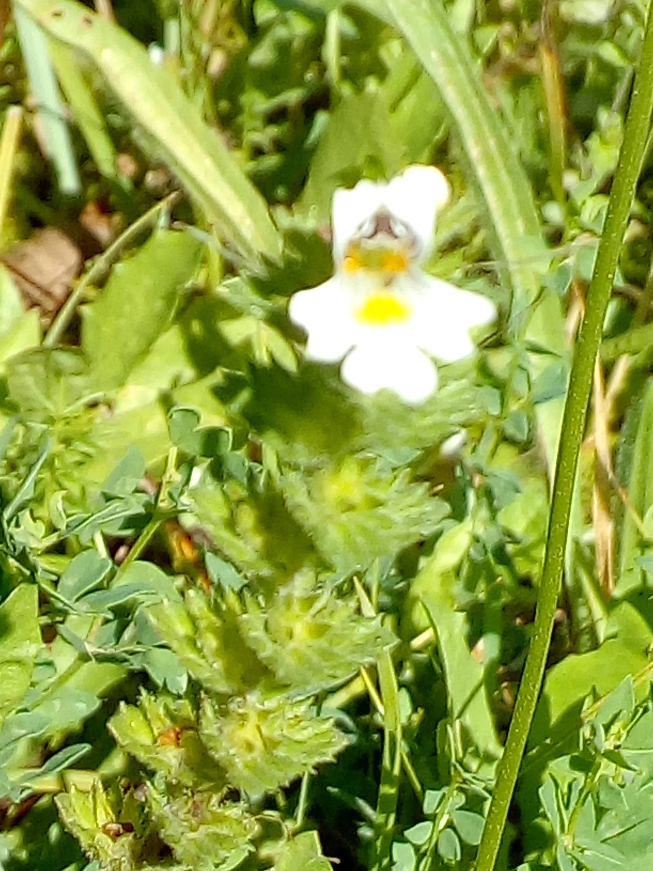 Euphrasia officinalis,  Blüte nah, S18.8.2017, St. Gotthard, Petra (3).jpg