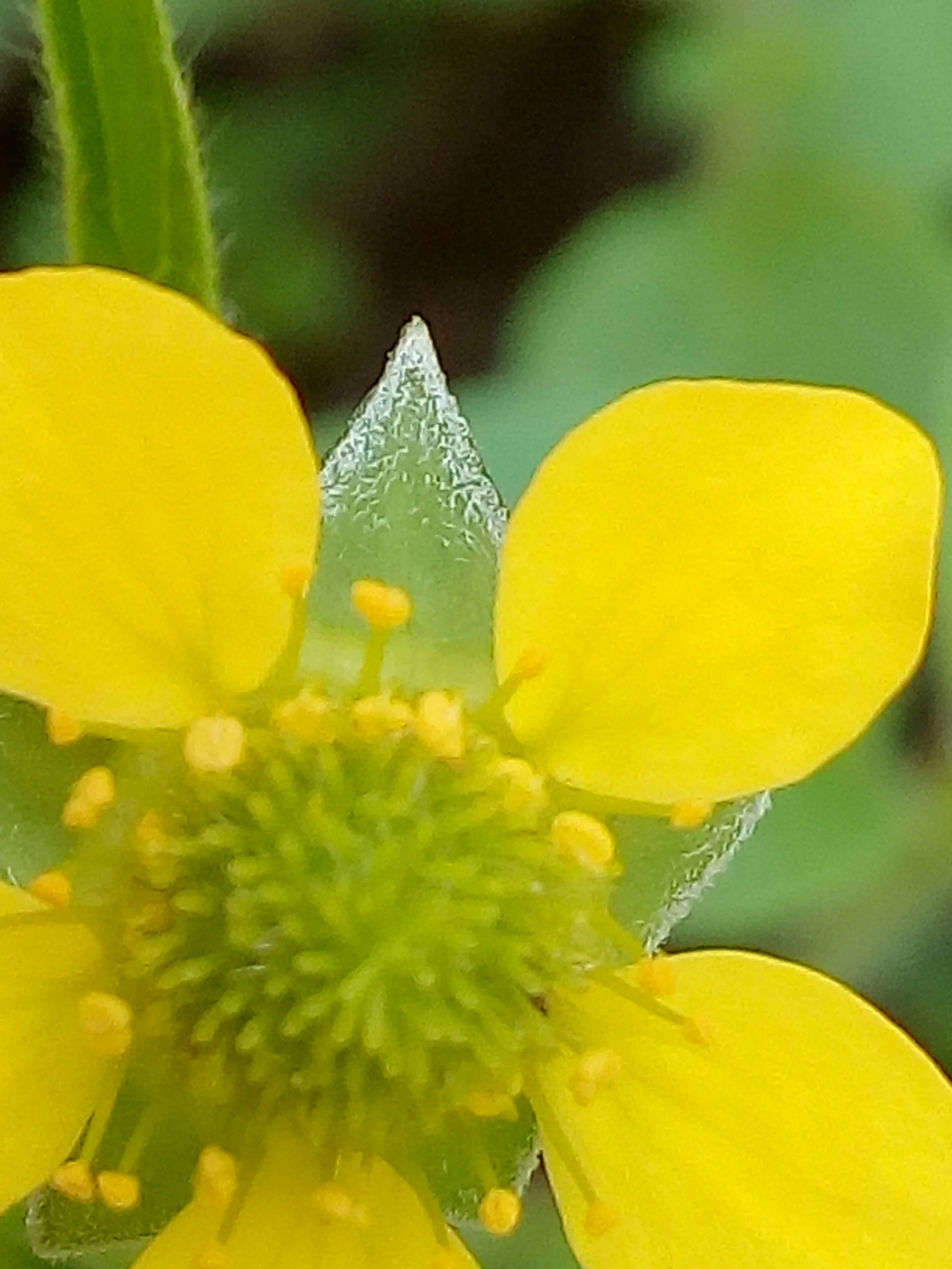 Geum urbanum, Nelkenwurz, Blüte nah, 23.6.2017, Kettenreith, Petra (9).jpg (Kopie)