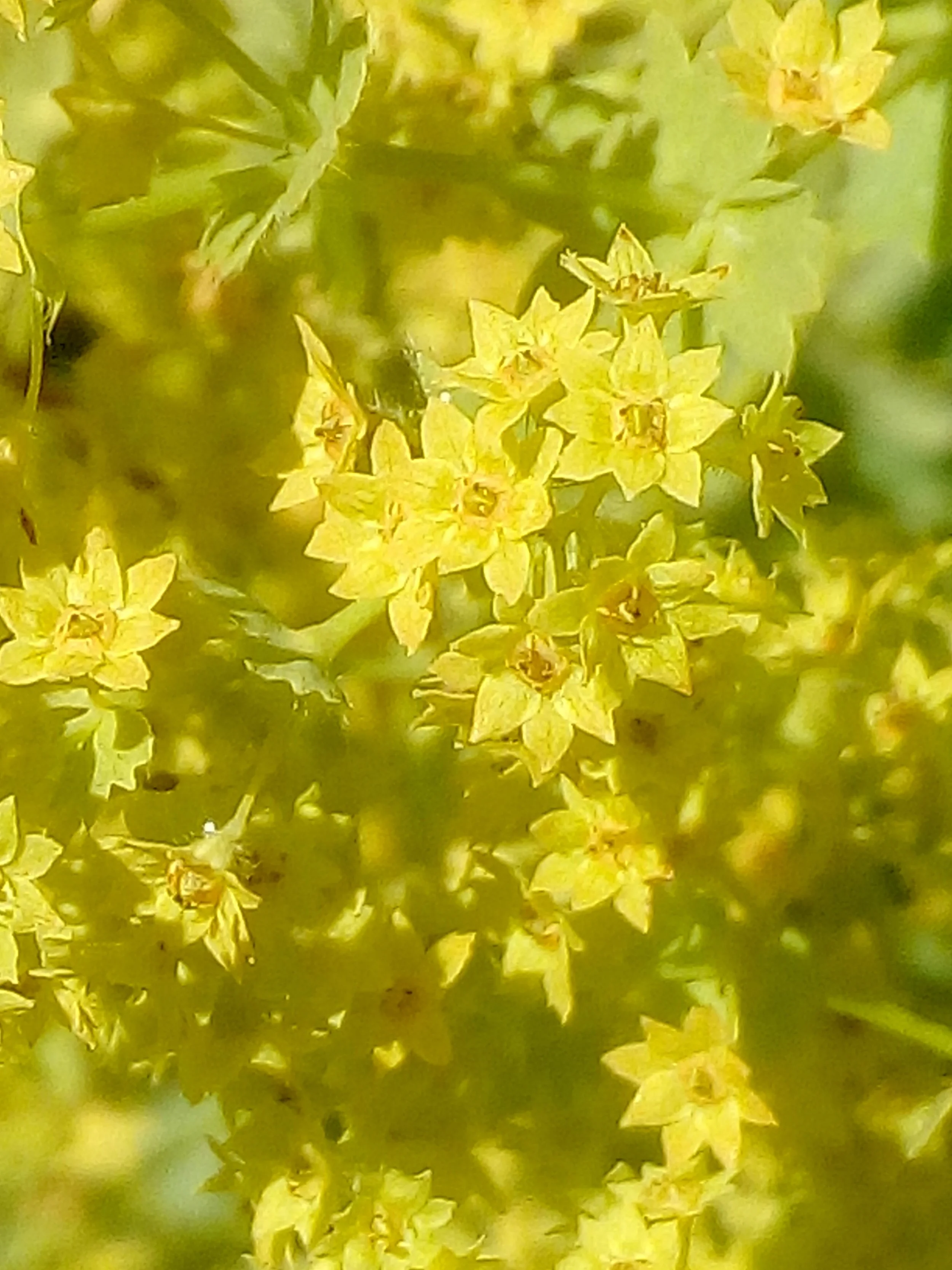 Alchemilla officinalis, Garten-Frauenmantel, Blüte nah, 5.7.2017, Kettenreith, Petra (3).jpg