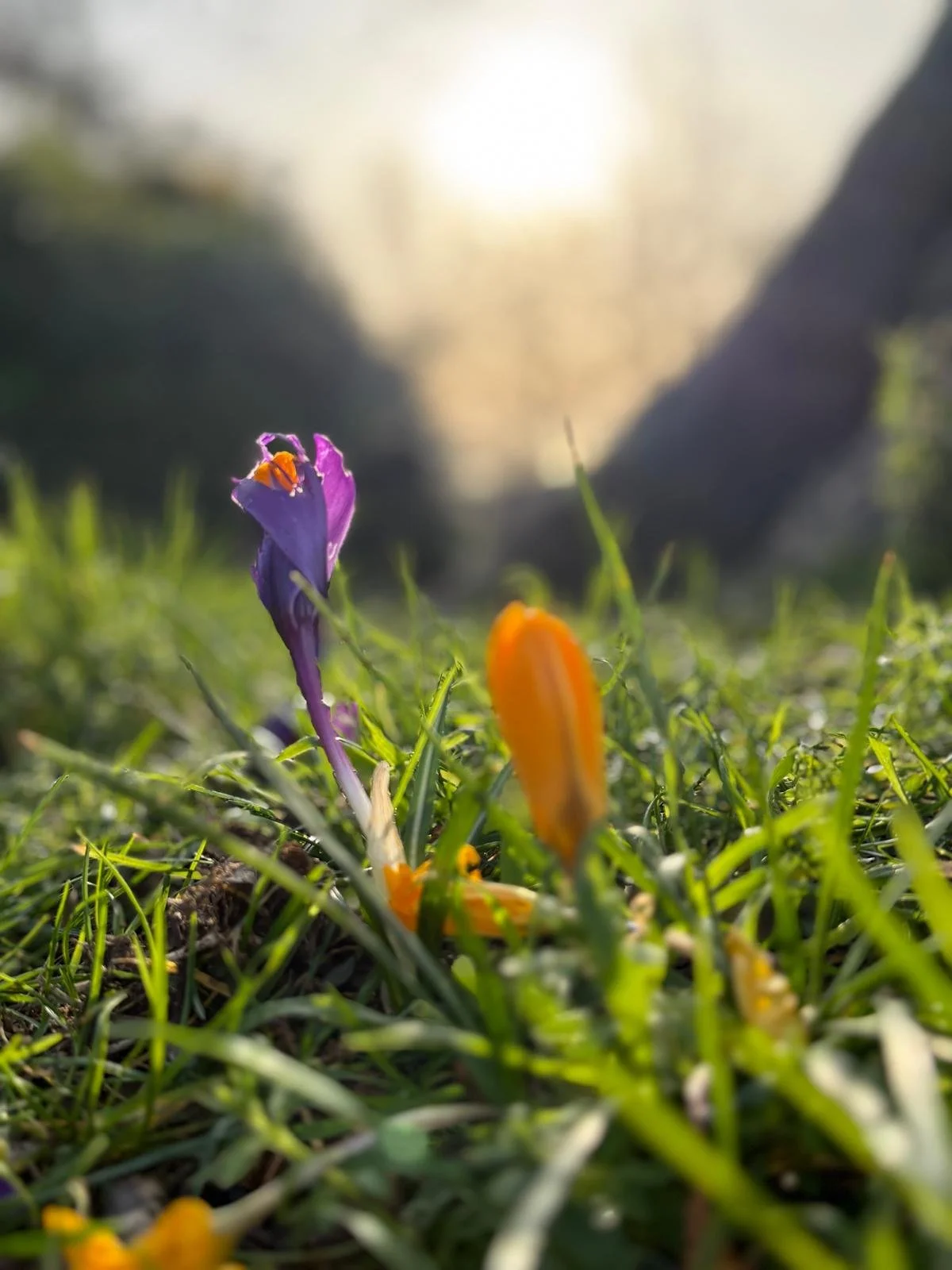Close-up of purple and orange wildflowers growing in green grass, with sunlight in the background.