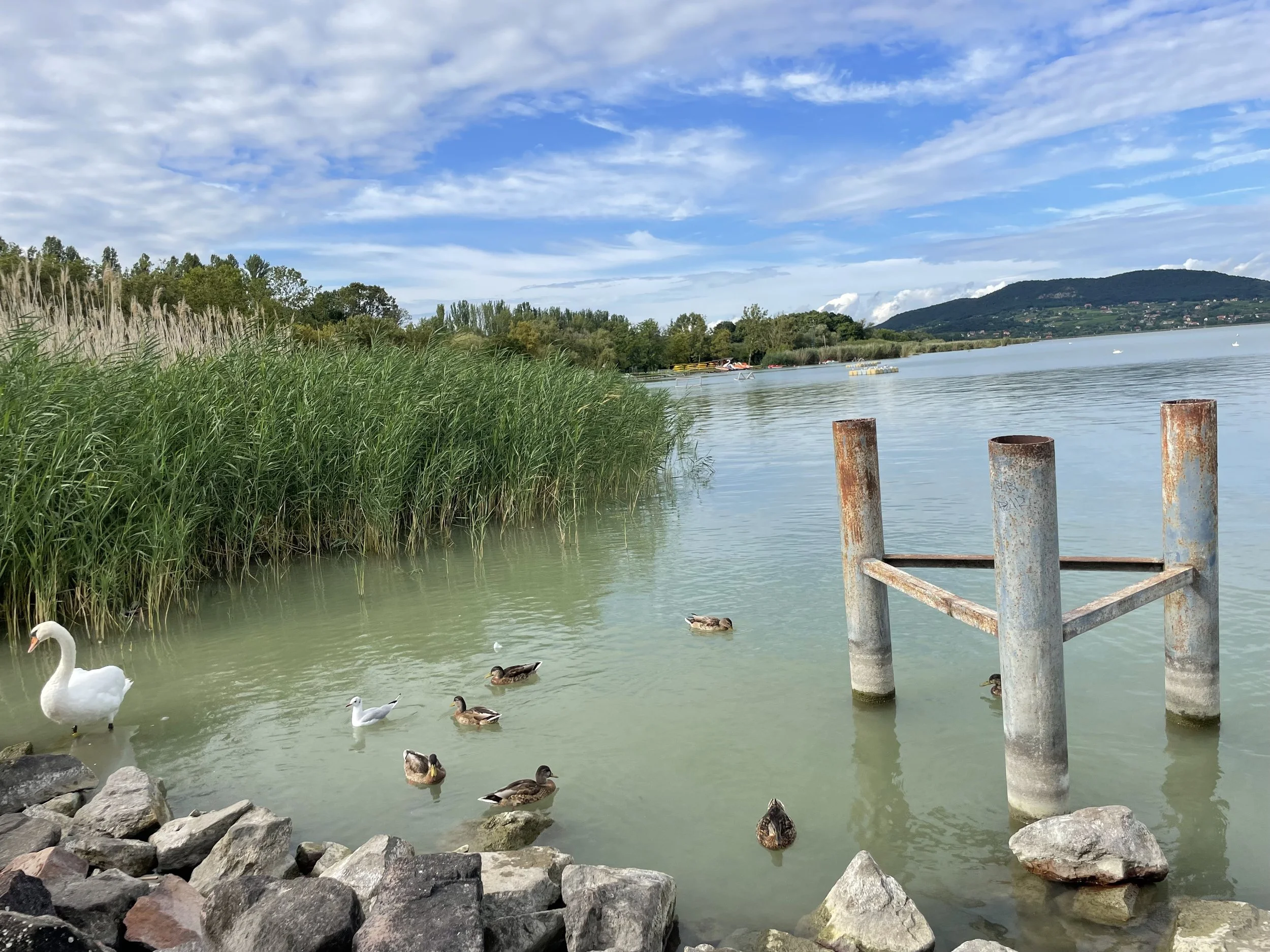 Lake shoreline with reeds, rocks, ducks, a swan, and a rusted dock post, with hills and partly cloudy sky in the background.
