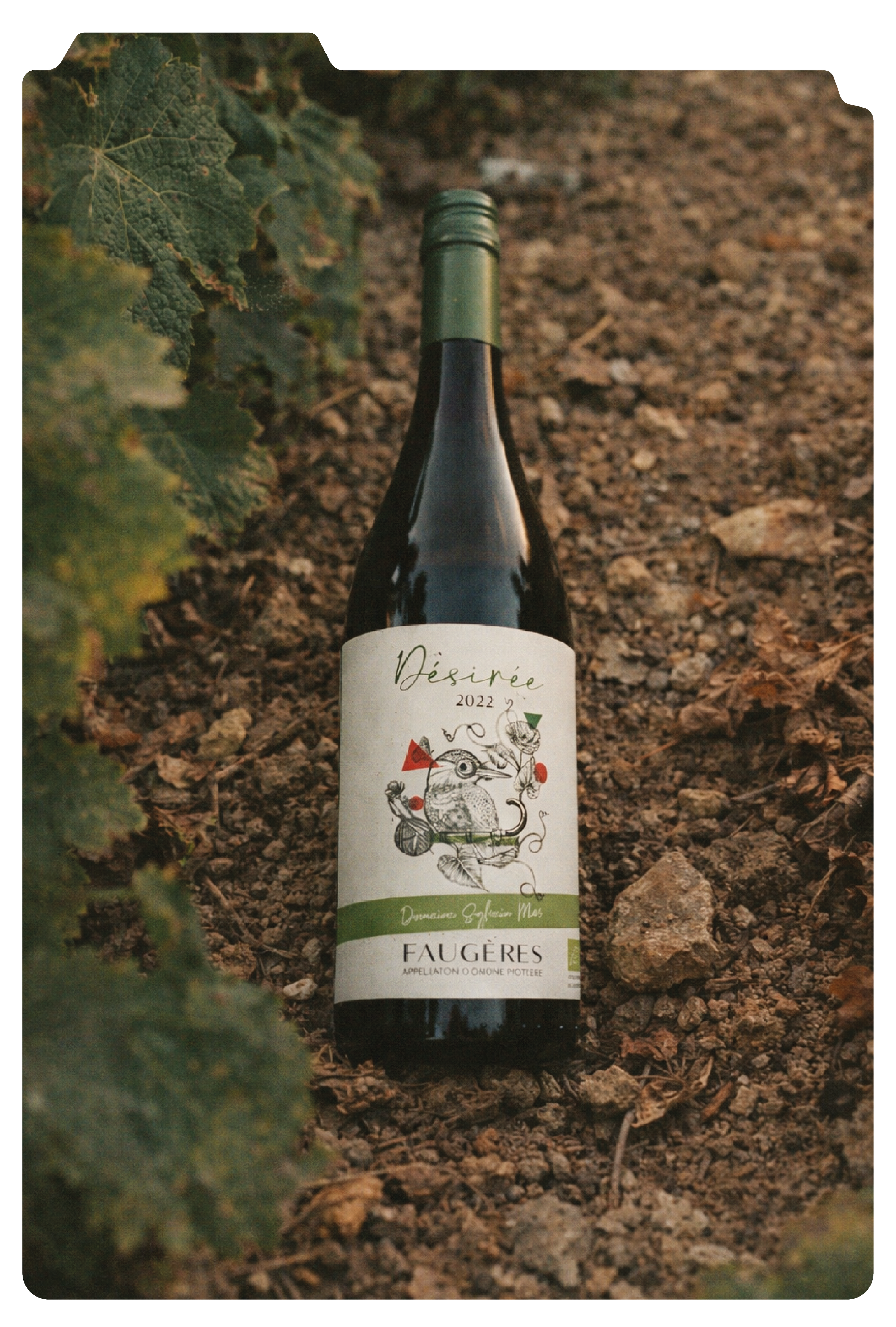 Une bouteille de vin Domaine Sylvain Mas posée sur le sol dans un vignoble, entourée de feuilles de vigne.