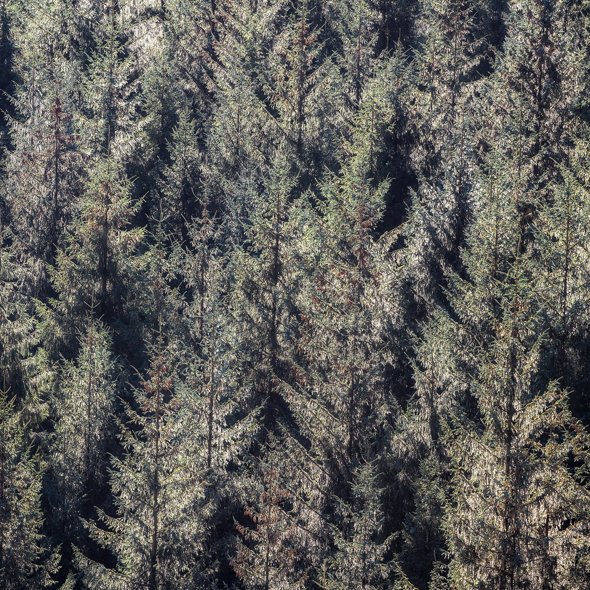 The Scream in the Trees